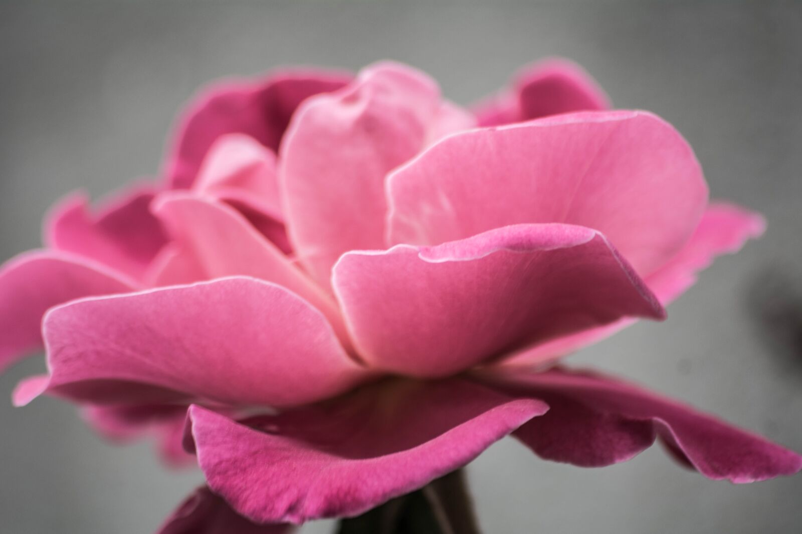 Nikon D5200 sample photo. Pink, petal, rose photography