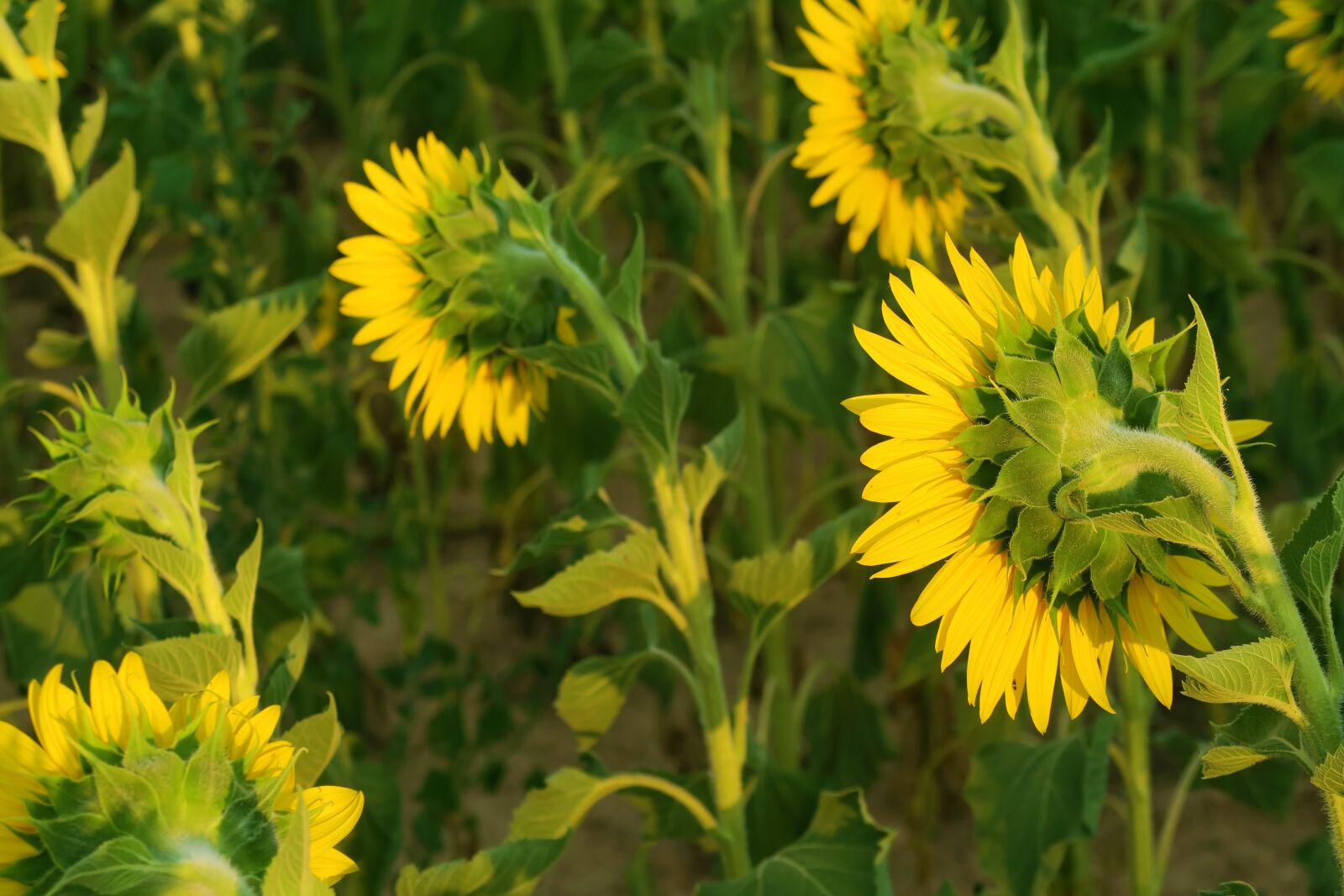 Canon PowerShot G7 X sample photo. Sunflower, plant, flower photography