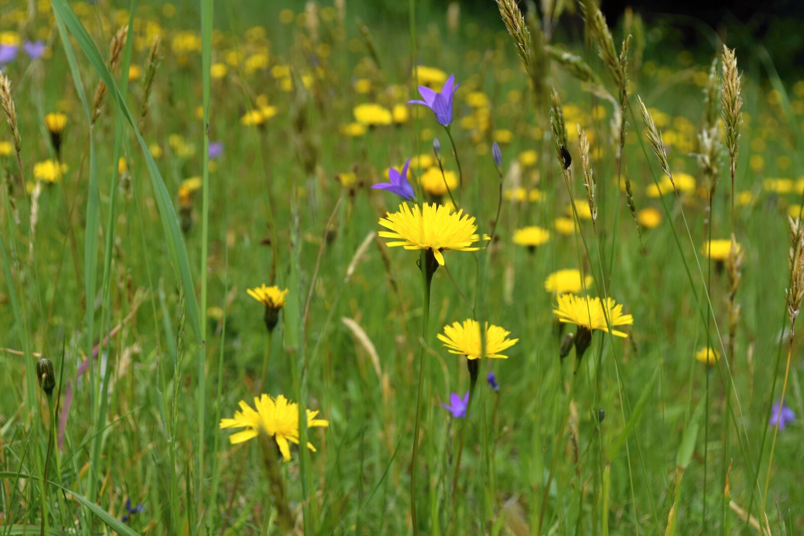 Nikon D5300 sample photo. Field flowers, meadow, blooming photography