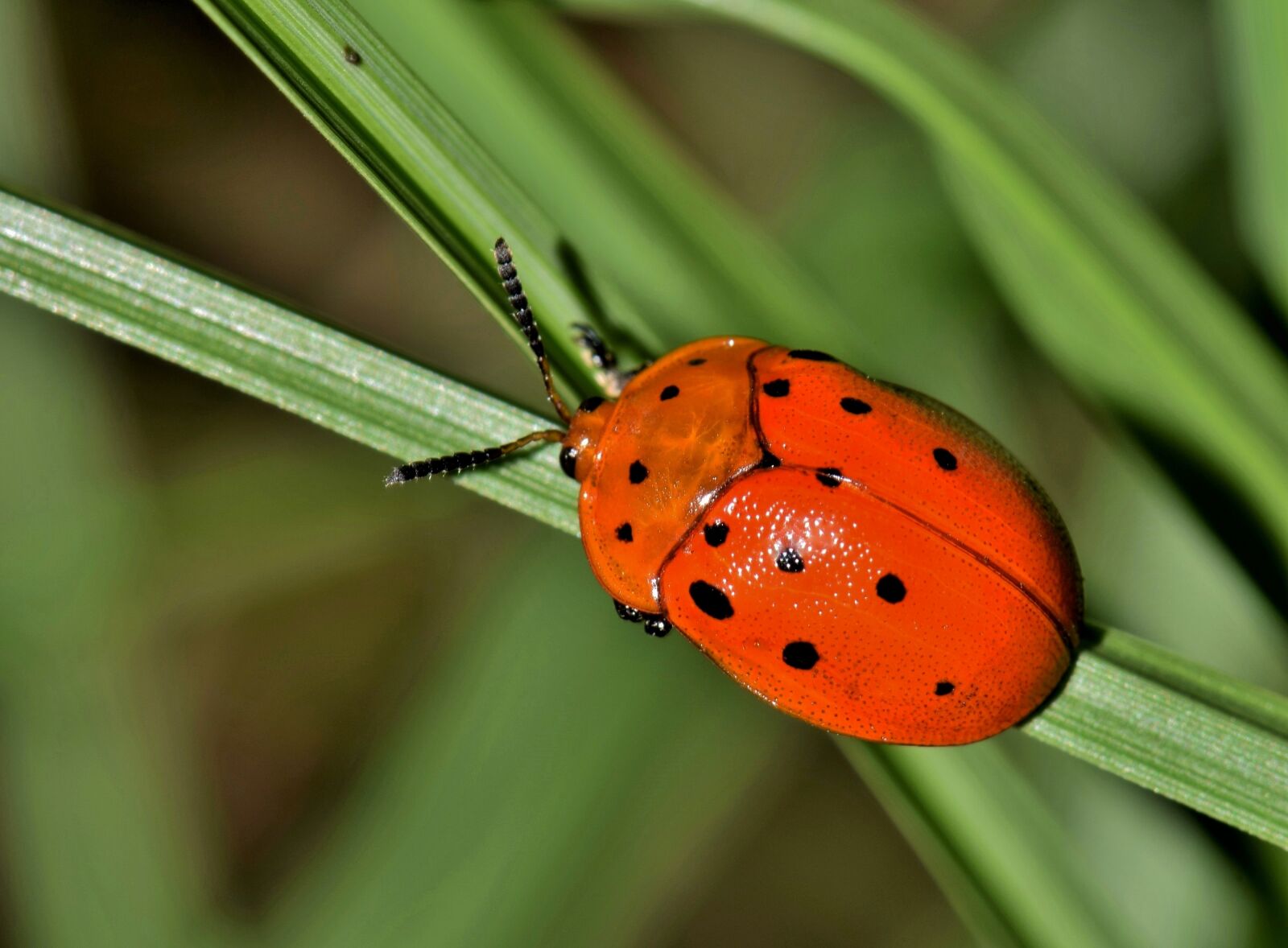 Nikon D5300 sample photo. Beetle, bug, insect photography
