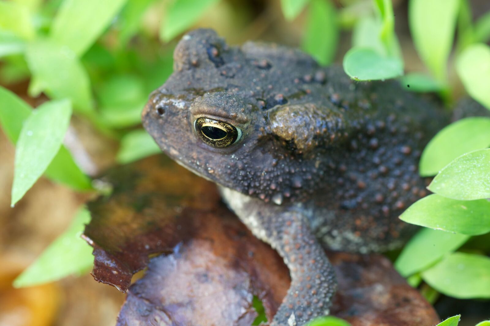 Canon EOS 5D Mark II sample photo. American, toad, frog, amphibian photography