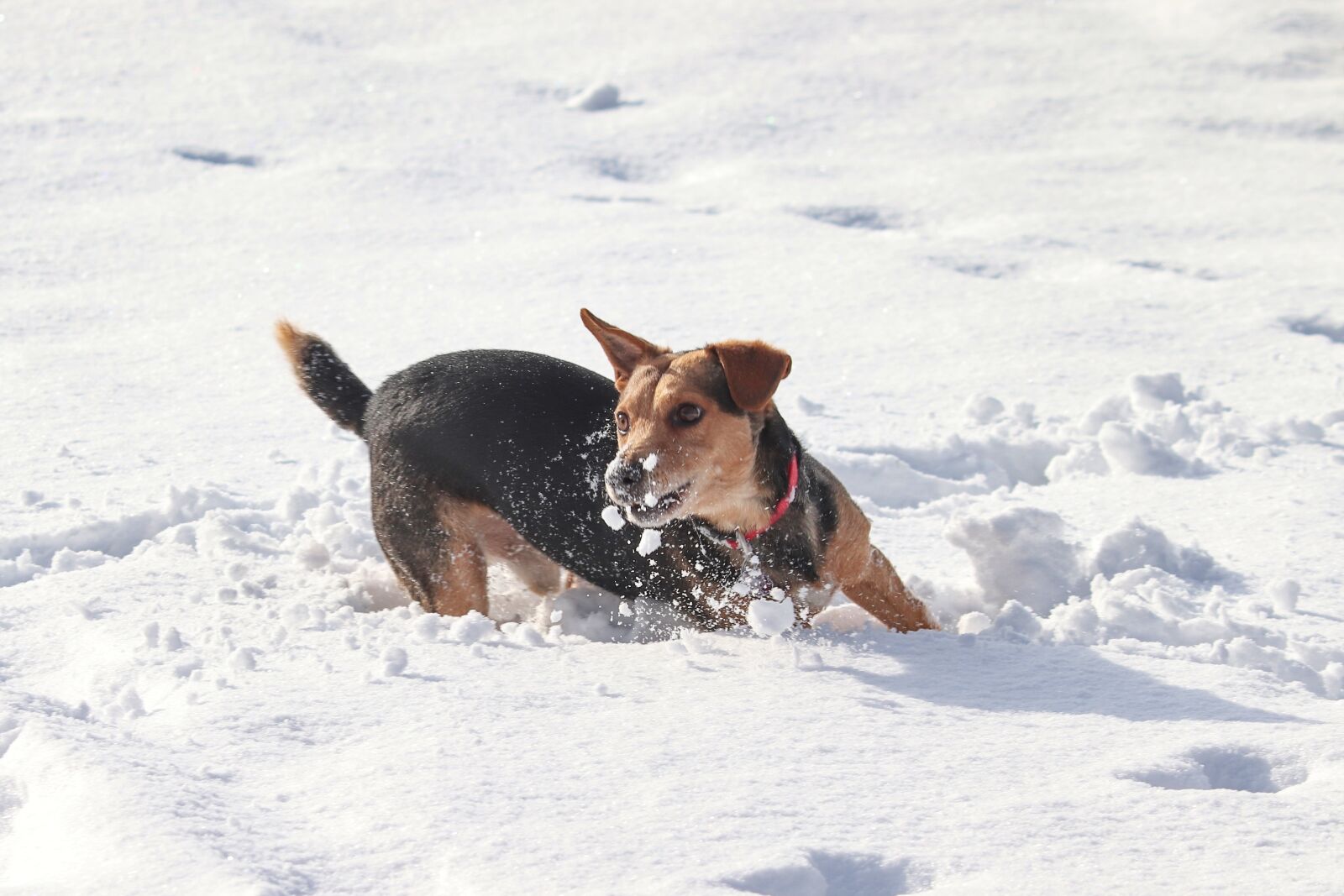 Canon EOS 200D (EOS Rebel SL2 / EOS Kiss X9) sample photo. Dog, snow, race photography