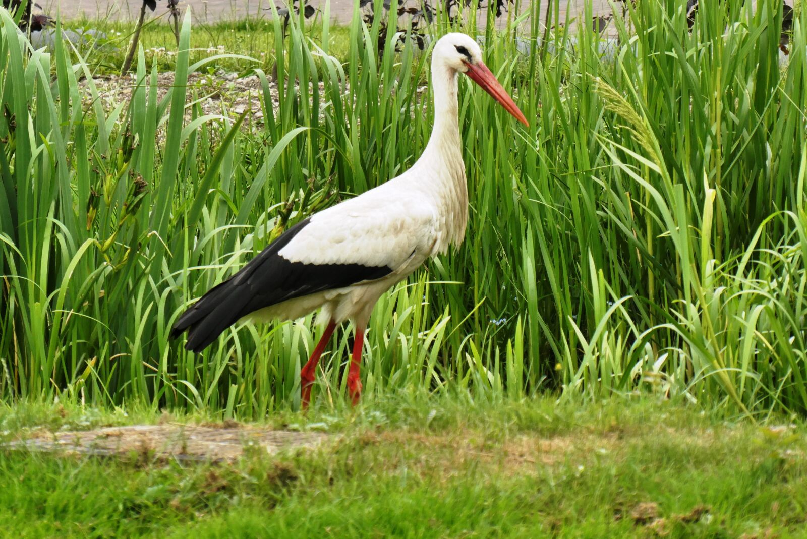 Panasonic Lumix DC-ZS70 (Lumix DC-TZ90) sample photo. Stork, ditch, netherlands photography