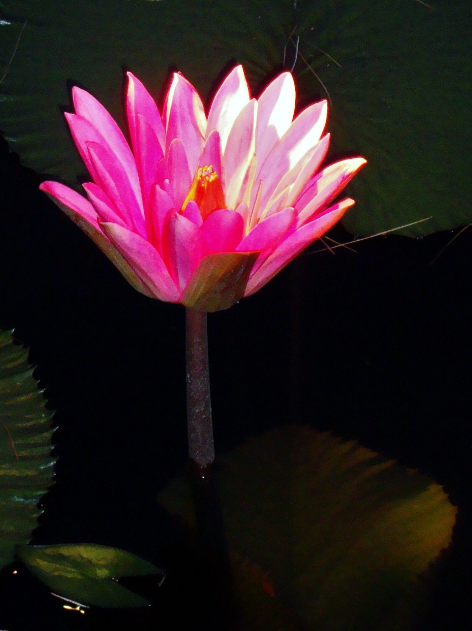 Sony Cyber-shot DSC-W220 sample photo. Flower, flora, nature photography