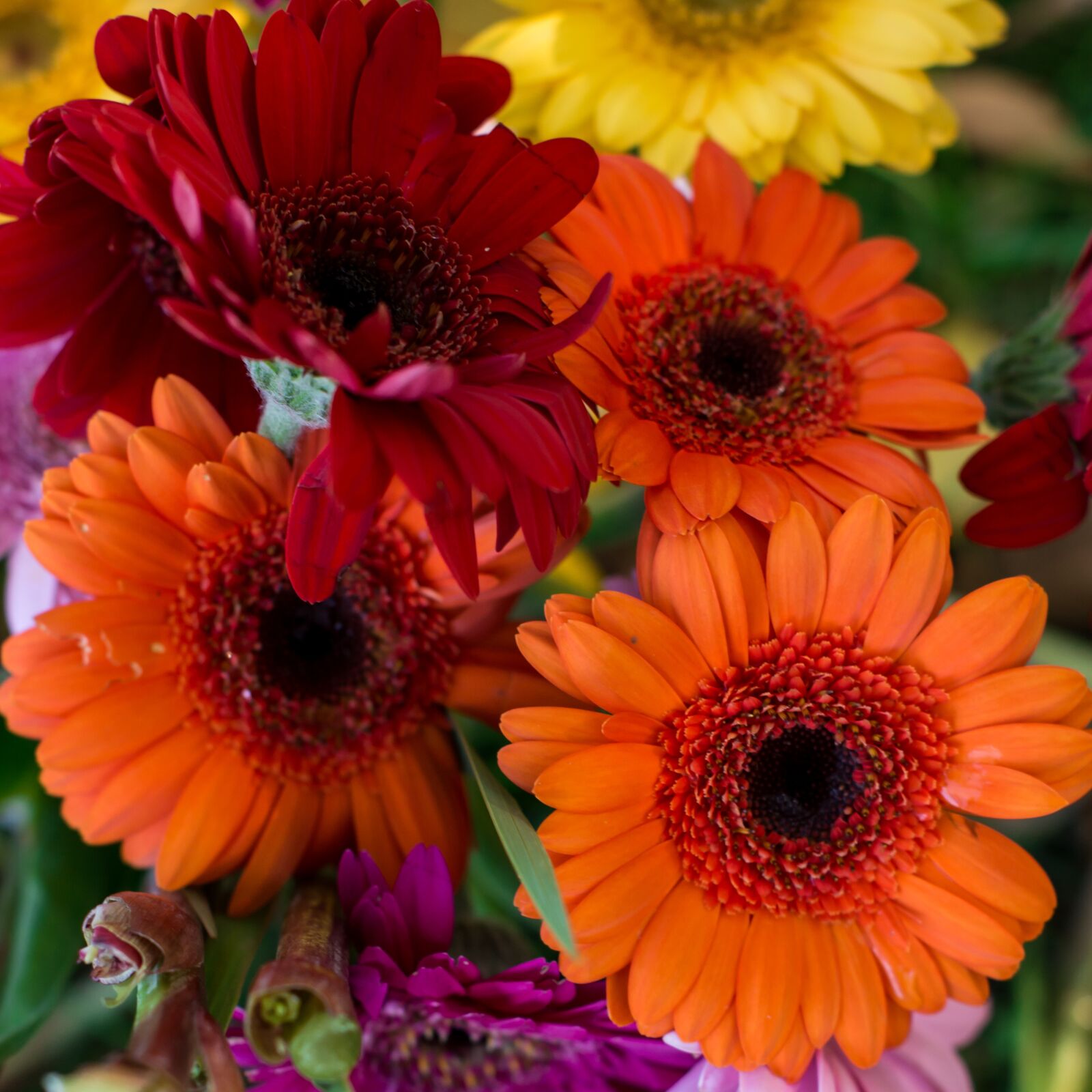 Nikon D7100 sample photo. Bright, colours, nature photography