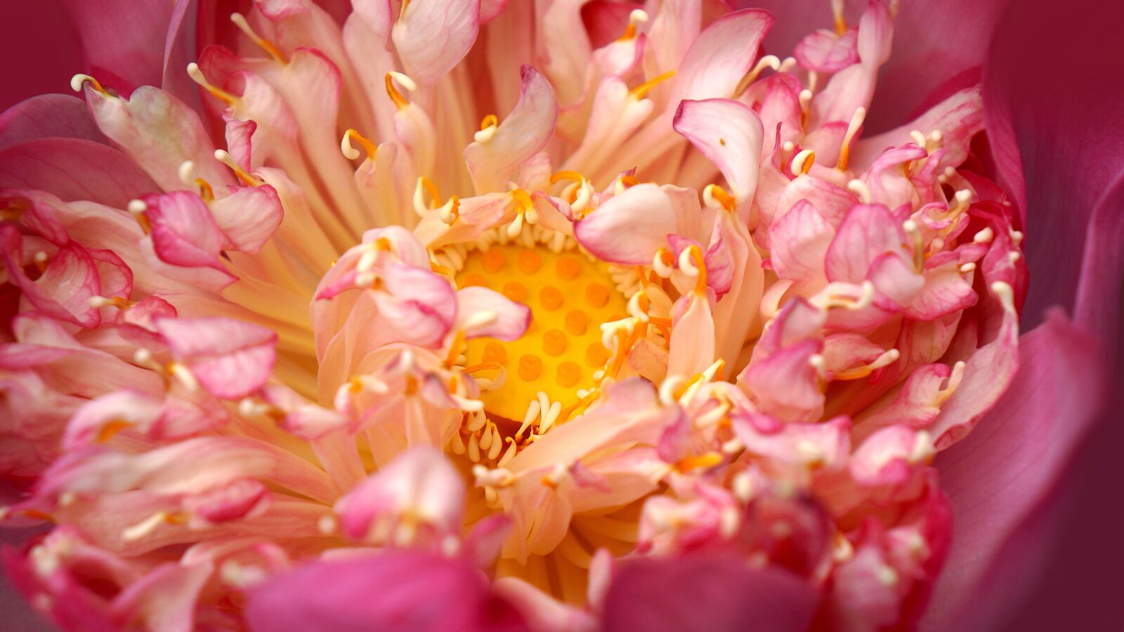 Sony Alpha NEX-F3 + Sony E 18-55mm F3.5-5.6 OSS sample photo. Emotion, lotus petals, pistil photography