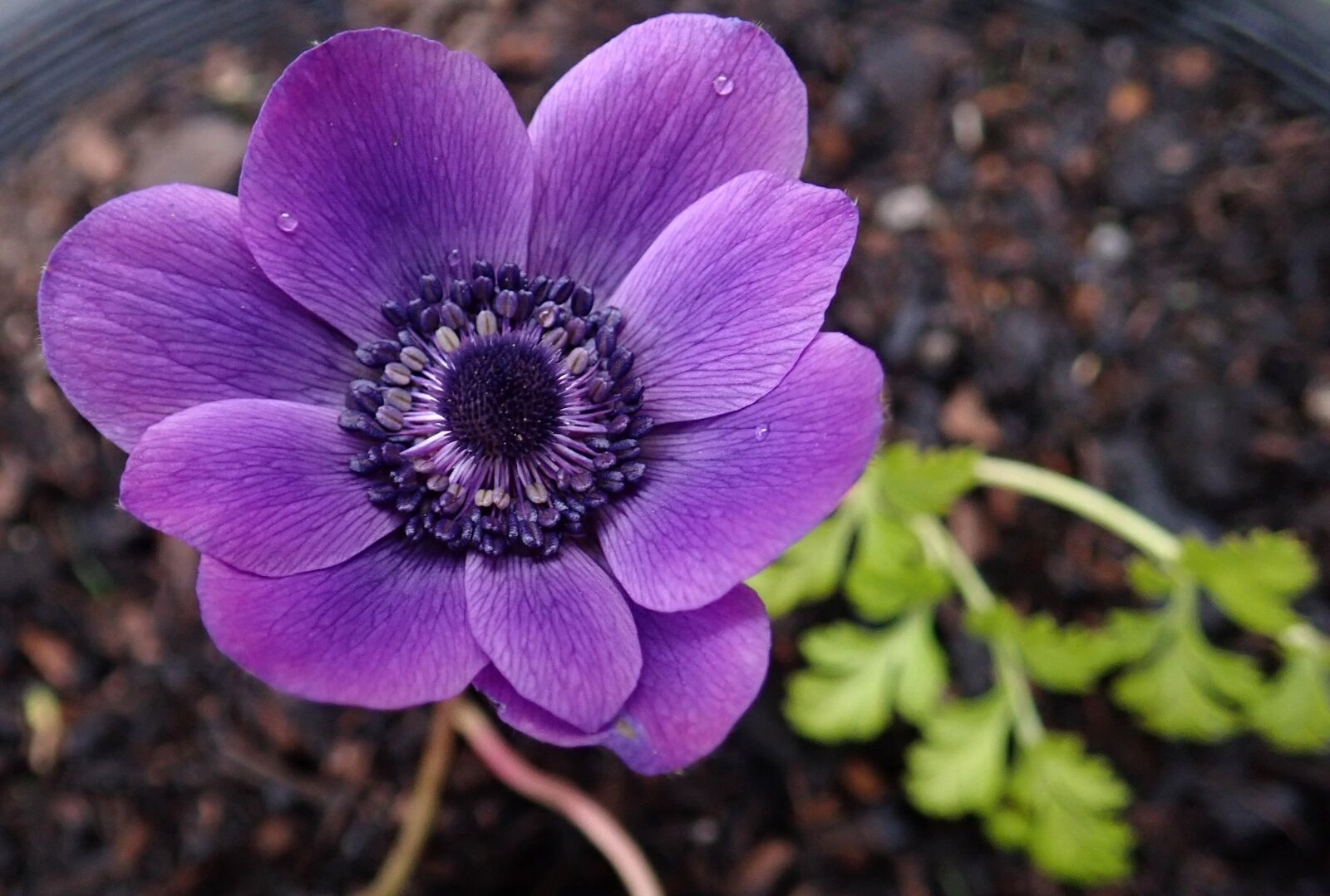 Olympus TG-5 sample photo. Flower, purple, anemone photography