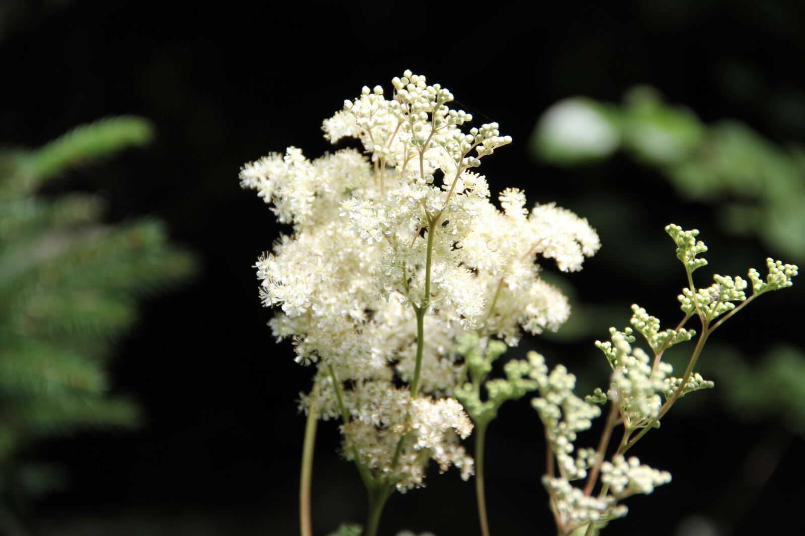 Canon EF-S 18-135mm F3.5-5.6 IS sample photo. Flower, white, summer flower photography
