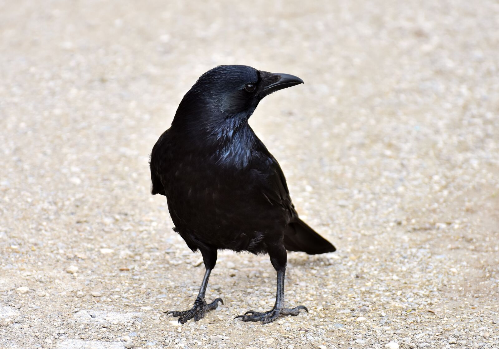 Nikon D7200 sample photo. Common raven, raven, raven photography