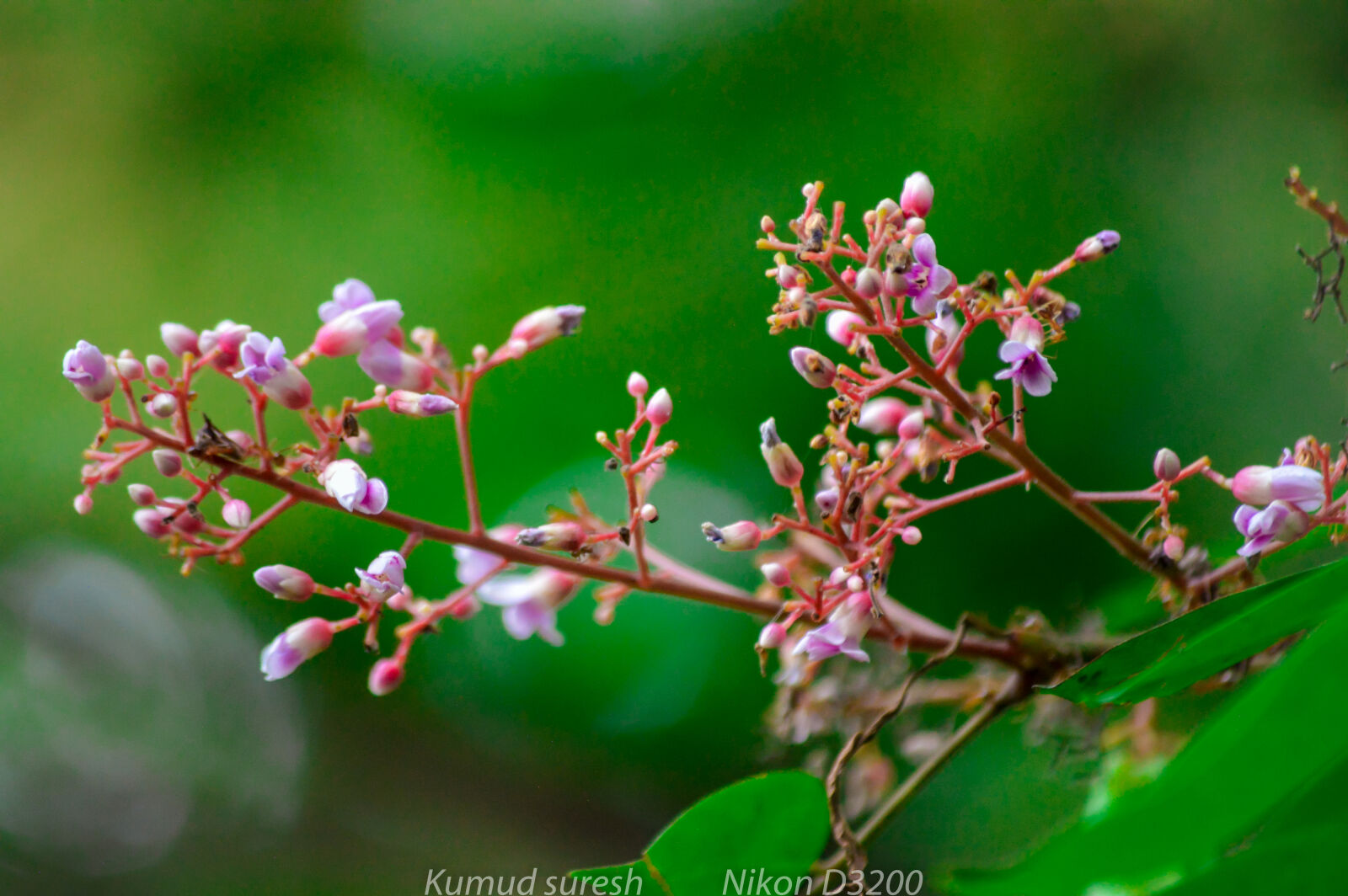 Nikon D3200 sample photo