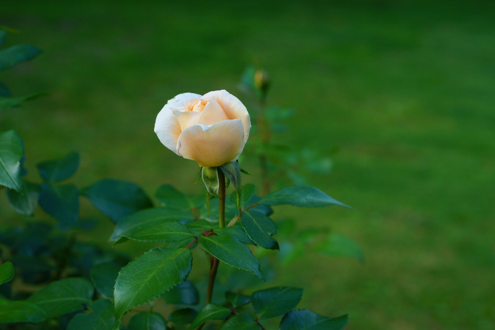 MACRO 50mm F2.8 sample photo. Rose, orange, fragrance photography