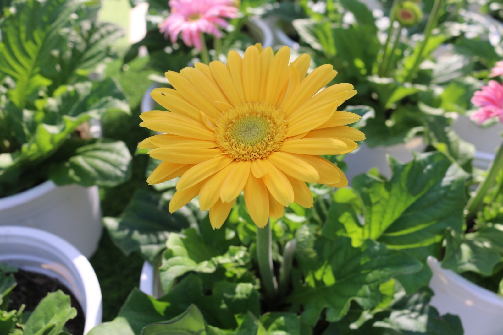 Canon EOS 70D sample photo. Flower, cambodia, cambodian photography