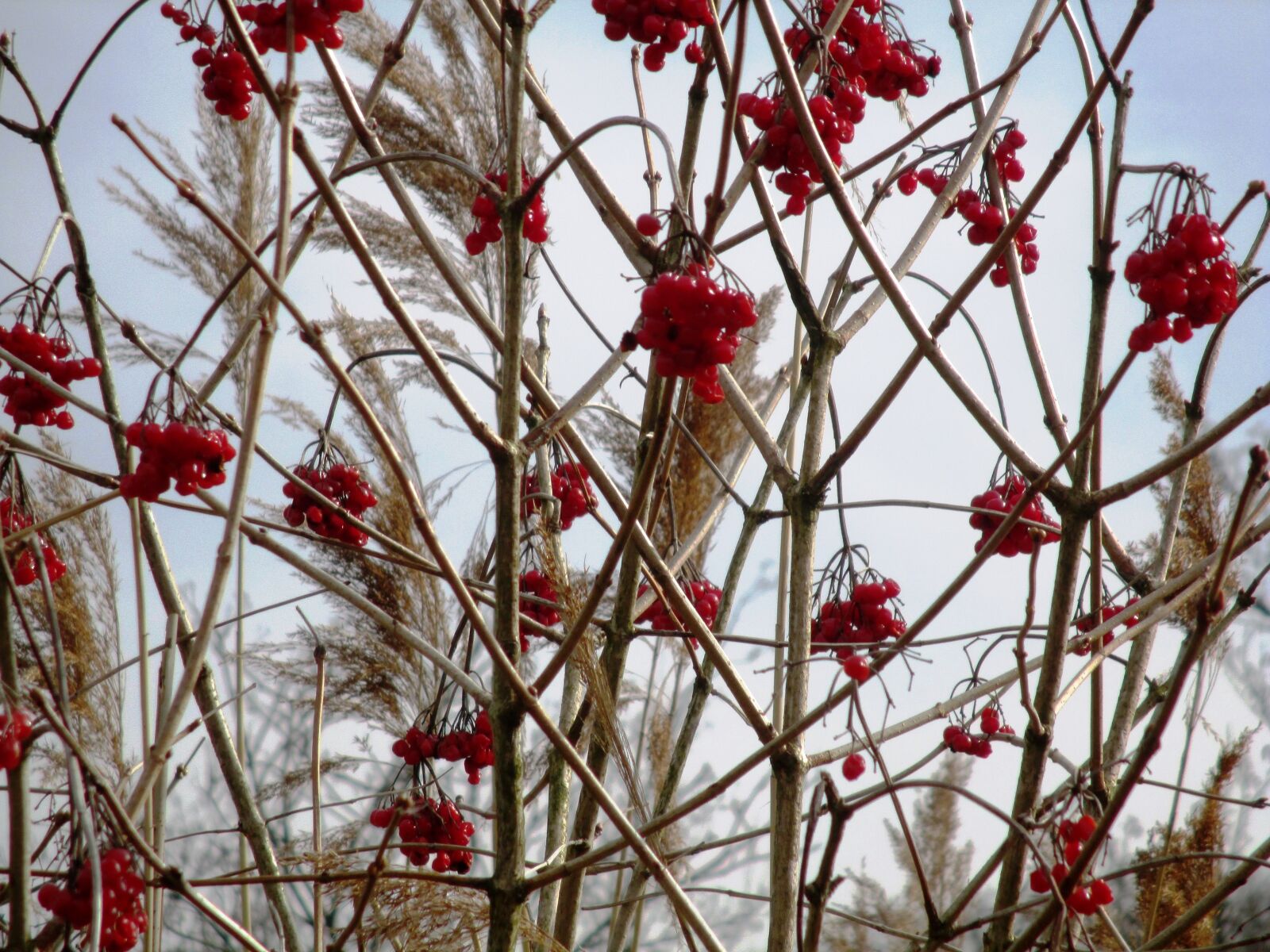 Canon PowerShot ELPH 115 IS (IXUS 132 / IXY 90F) sample photo. Nature, hauptwil, bush photography