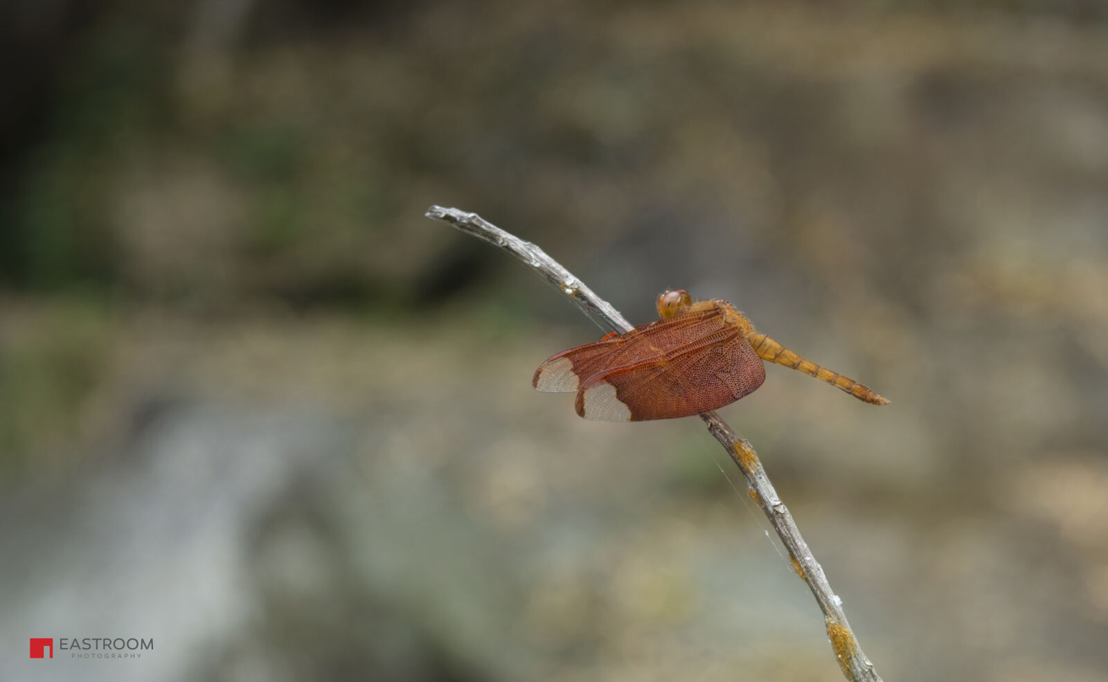 Nikon D5200 sample photo. Dragonfly, rainforest photography