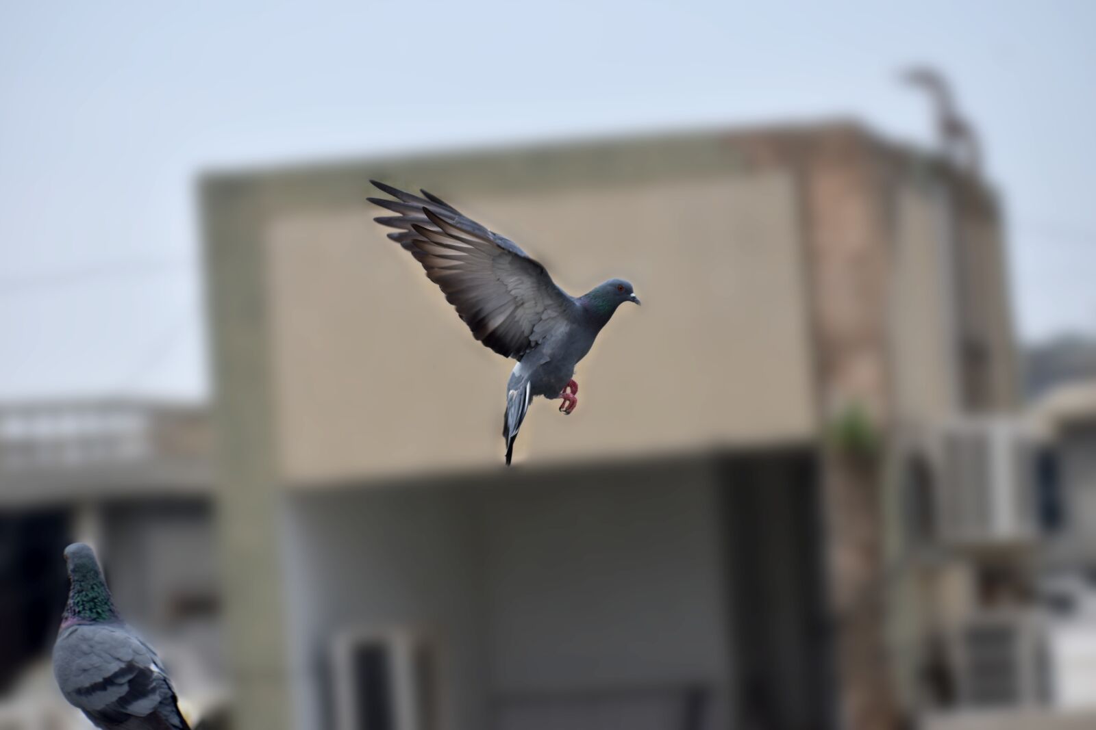 Nikon D5600 sample photo. Pigeon, bird, flying photography