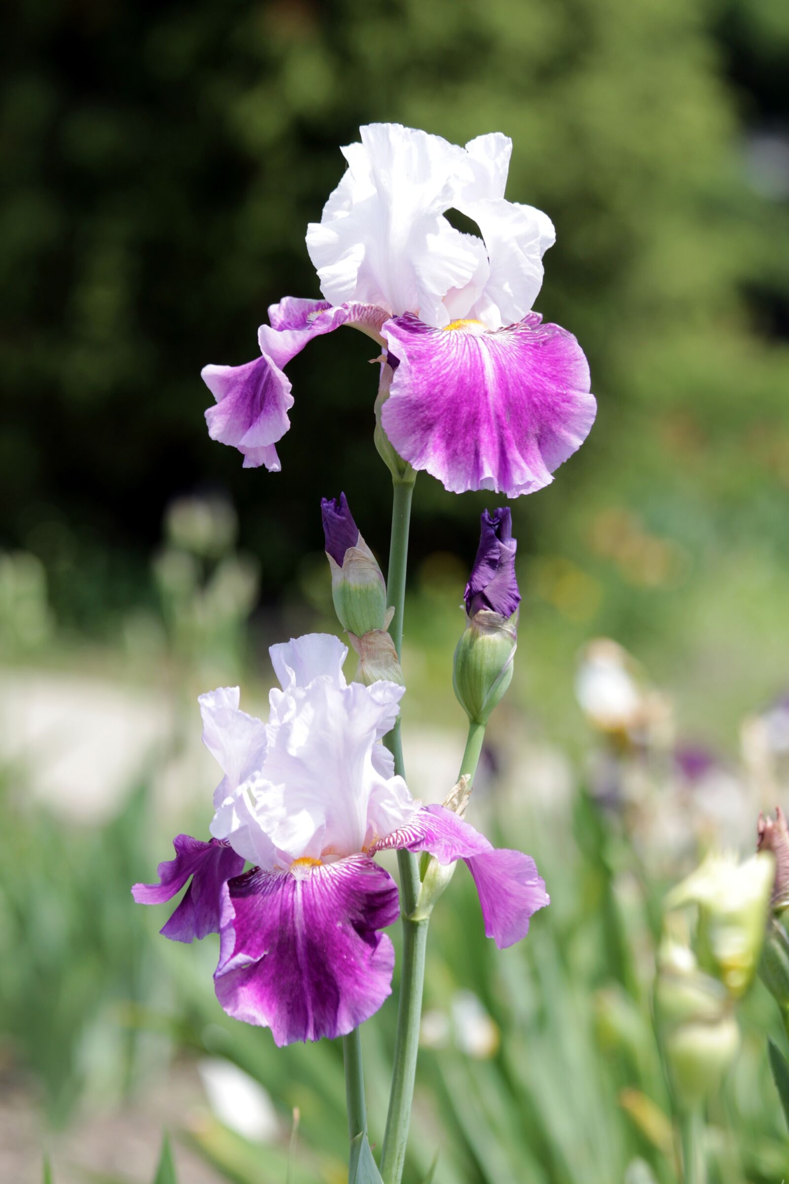 Canon EOS 650D (EOS Rebel T4i / EOS Kiss X6i) sample photo. Iris, flower, handsomely photography