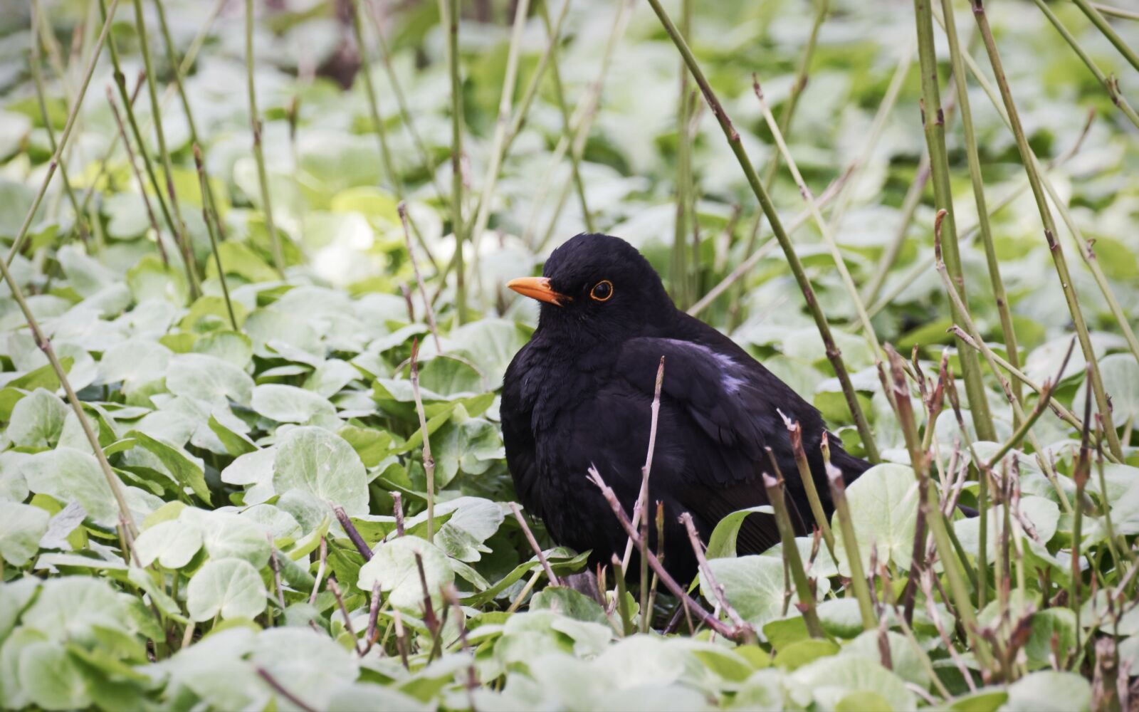Nikon D5300 sample photo. Bird, only, plumage photography
