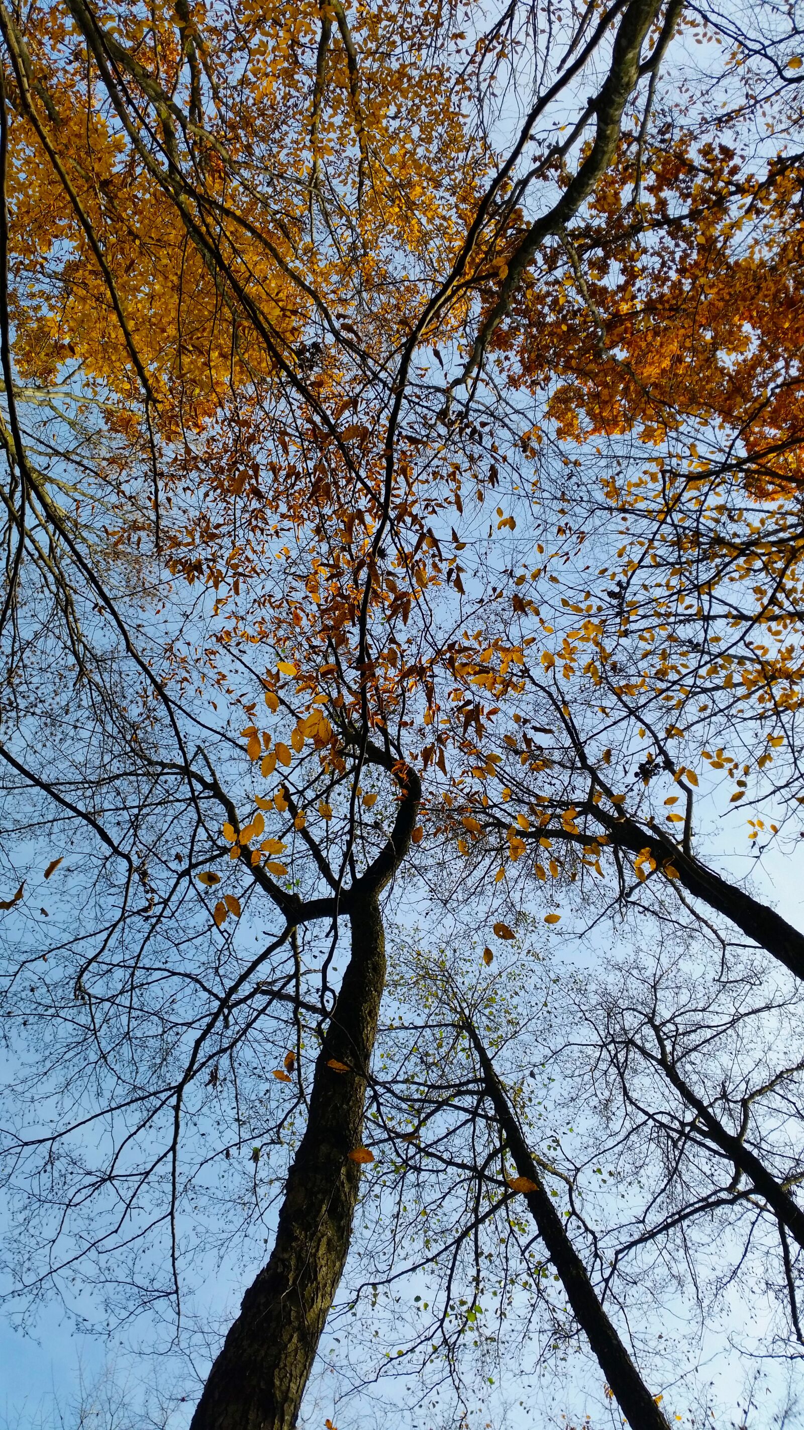 Samsung Galaxy S5 sample photo. Trees, nature, forest photography