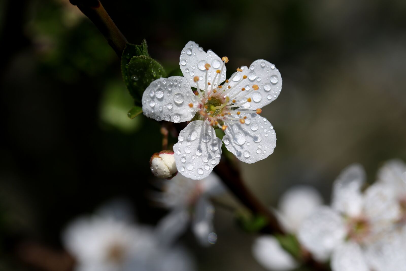 Canon EF-S 60mm F2.8 Macro USM sample photo. Flower, white, casey photography
