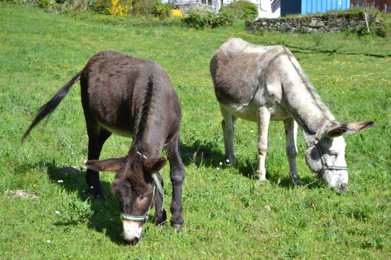 Nikon D3100 sample photo. Animals, donkeys, two photography