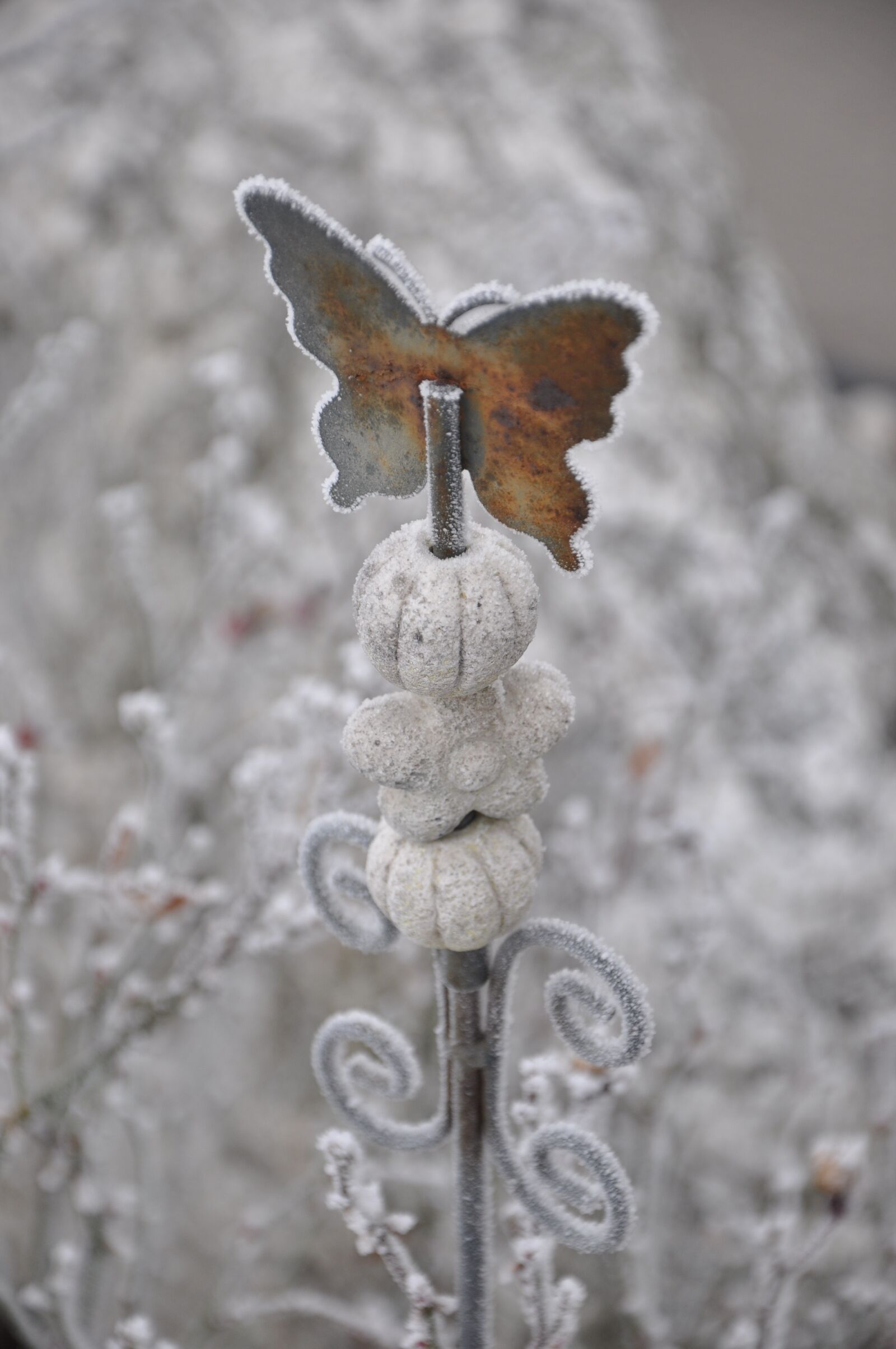 Nikon D90 sample photo. Butterfly, winter, hoarfrost photography