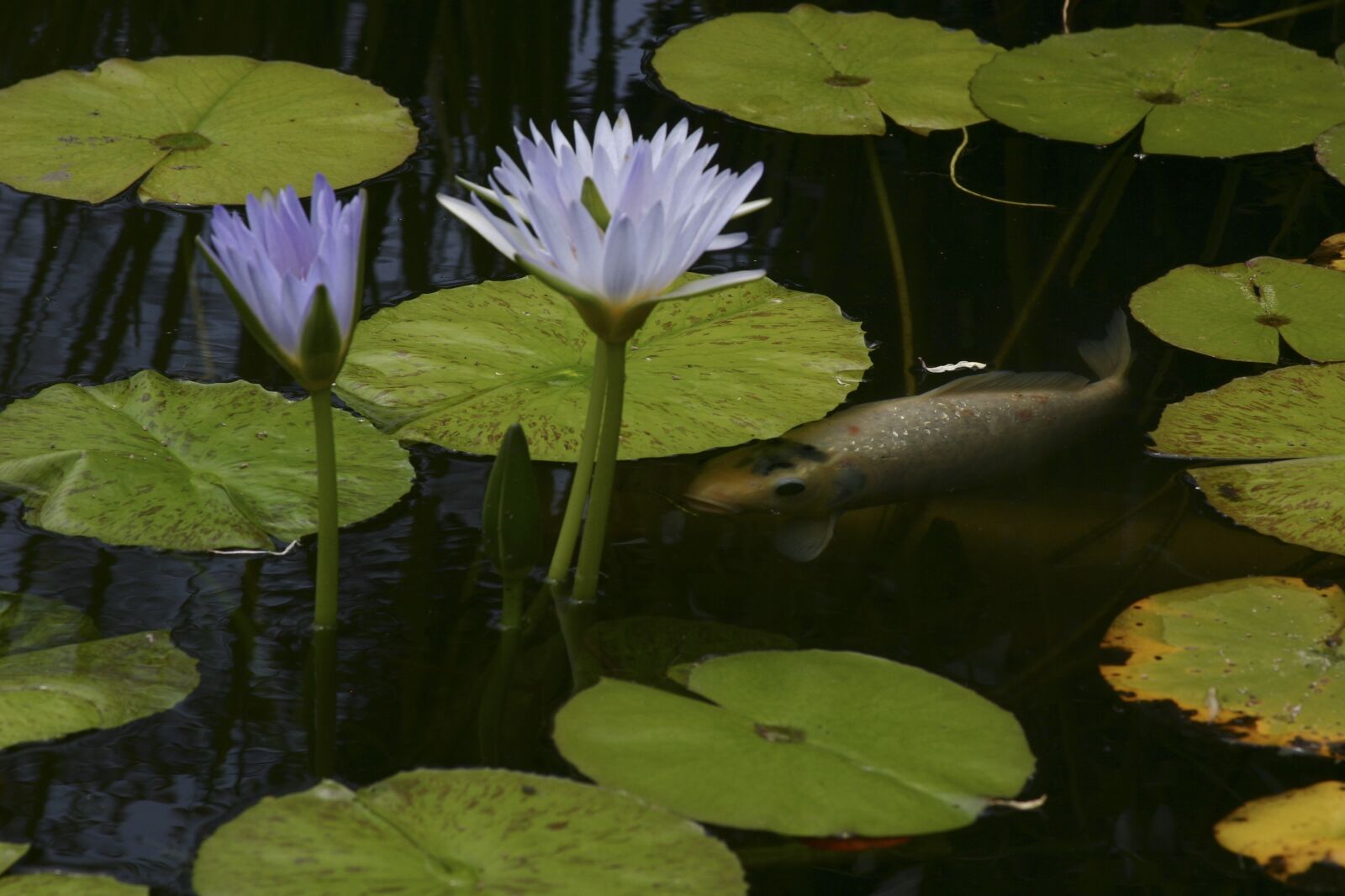 Canon EOS 300D (EOS Digital Rebel / EOS Kiss Digital) sample photo. Koi, pond, flower photography