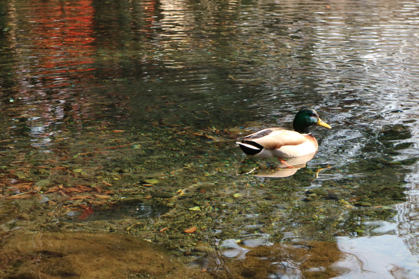 Canon EF-M 18-55mm F3.5-5.6 IS STM sample photo. Duck, bird, natural photography