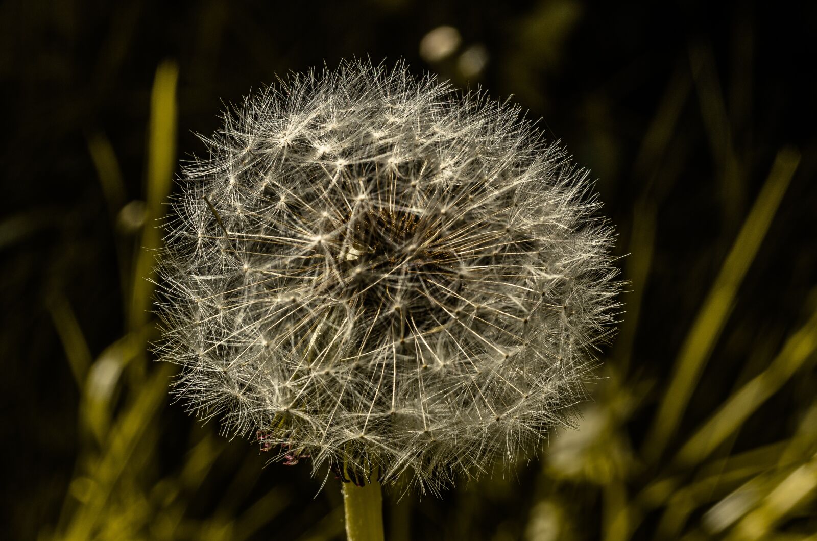 Nikon D7000 sample photo. Flower, dandelion, close photography