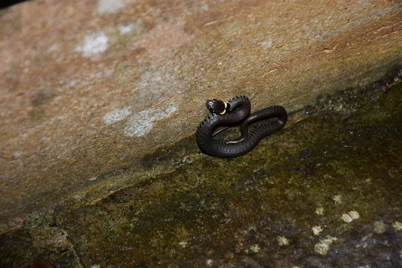 Nikon D7200 sample photo. Grass snake, baby, garden photography