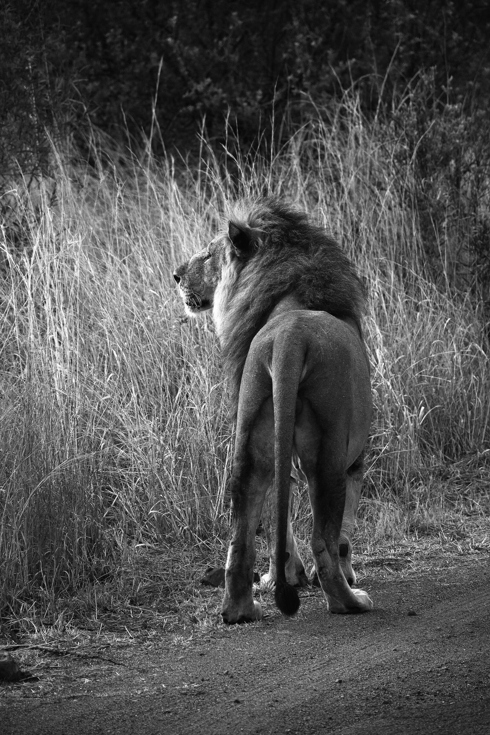 Nikon D5600 sample photo. Lion, animal, africa photography