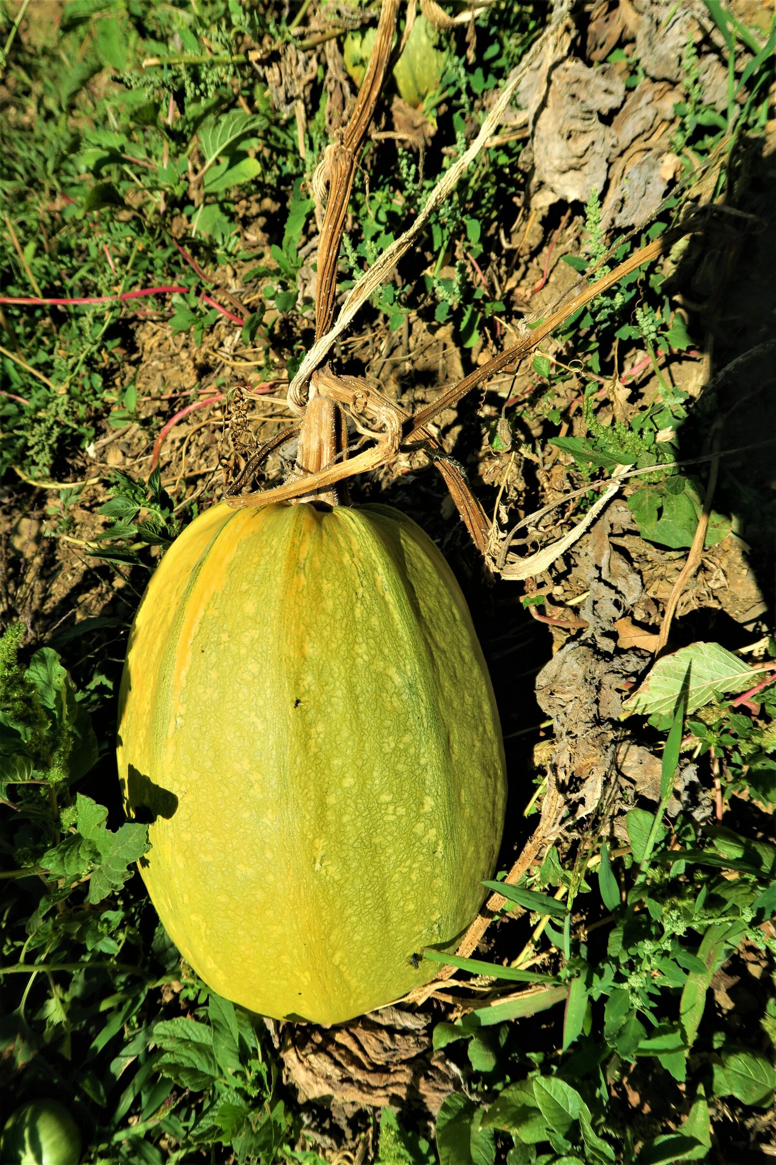 Canon PowerShot G7 X sample photo. Pumpkin, vegetable, food photography