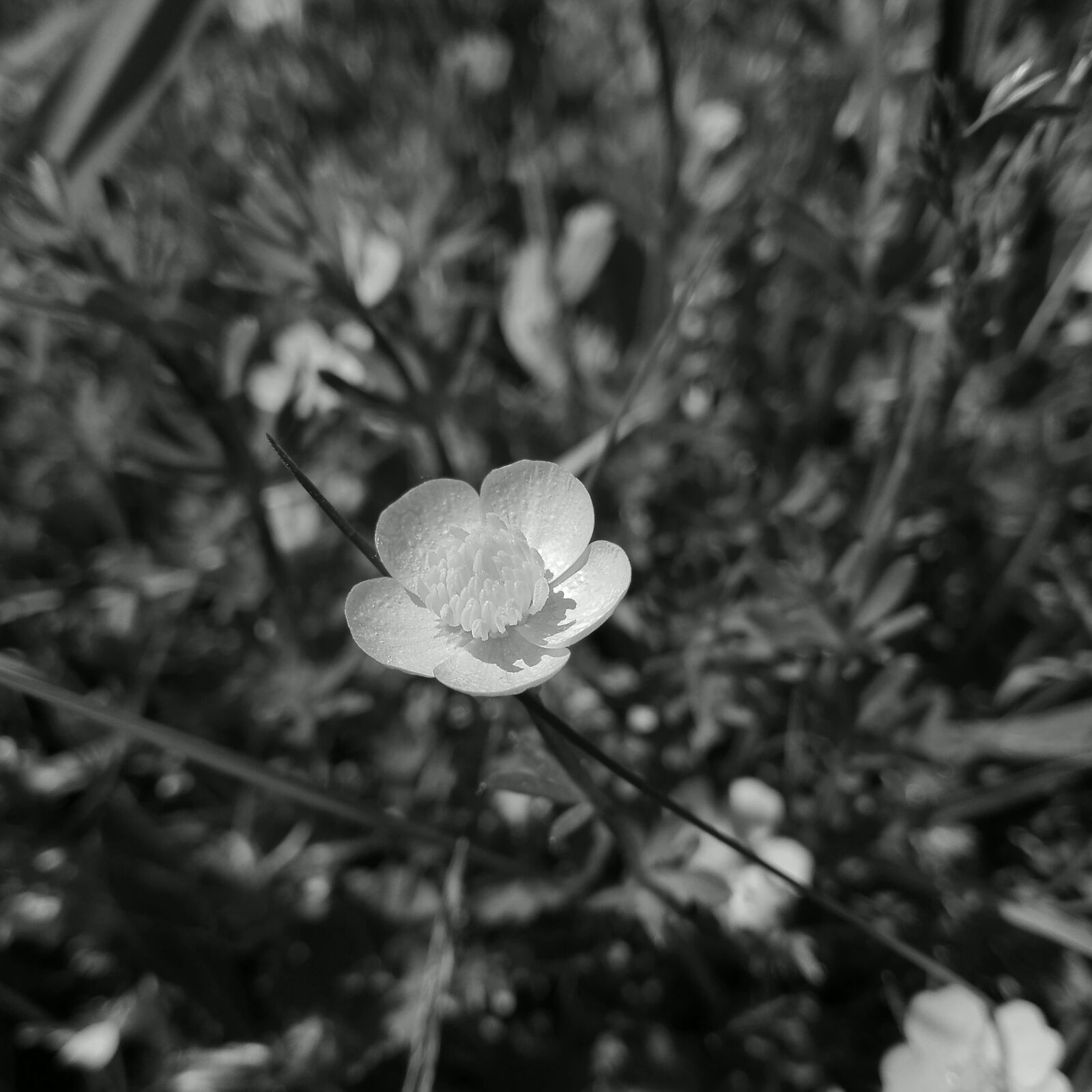 HUAWEI P8 Lite sample photo. Black, white, flower photography