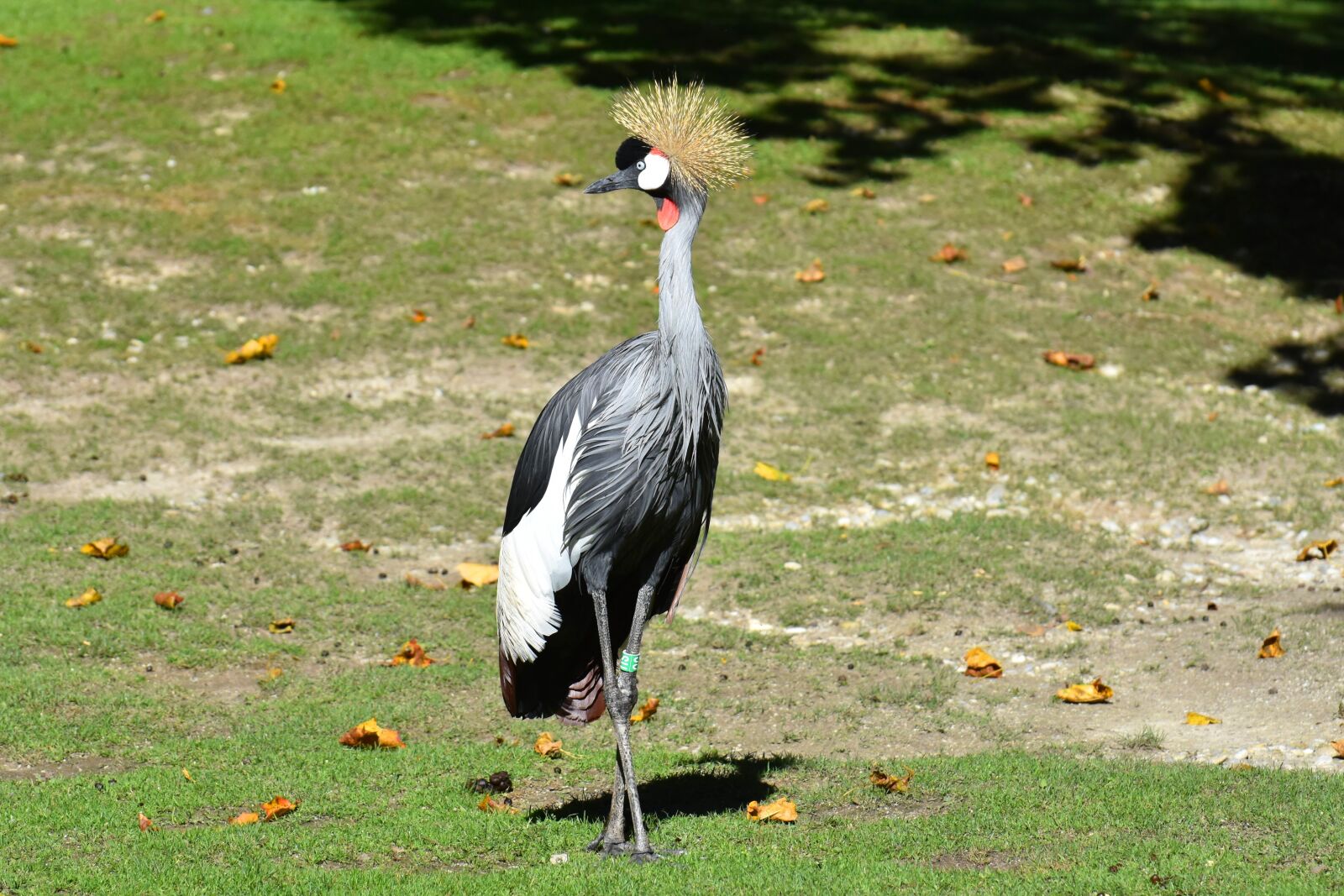 Nikon D7200 sample photo. Grey crowned crane, baleurica photography