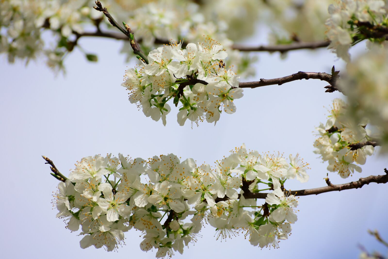 Nikon D3400 sample photo. Flower, blossom, nature photography