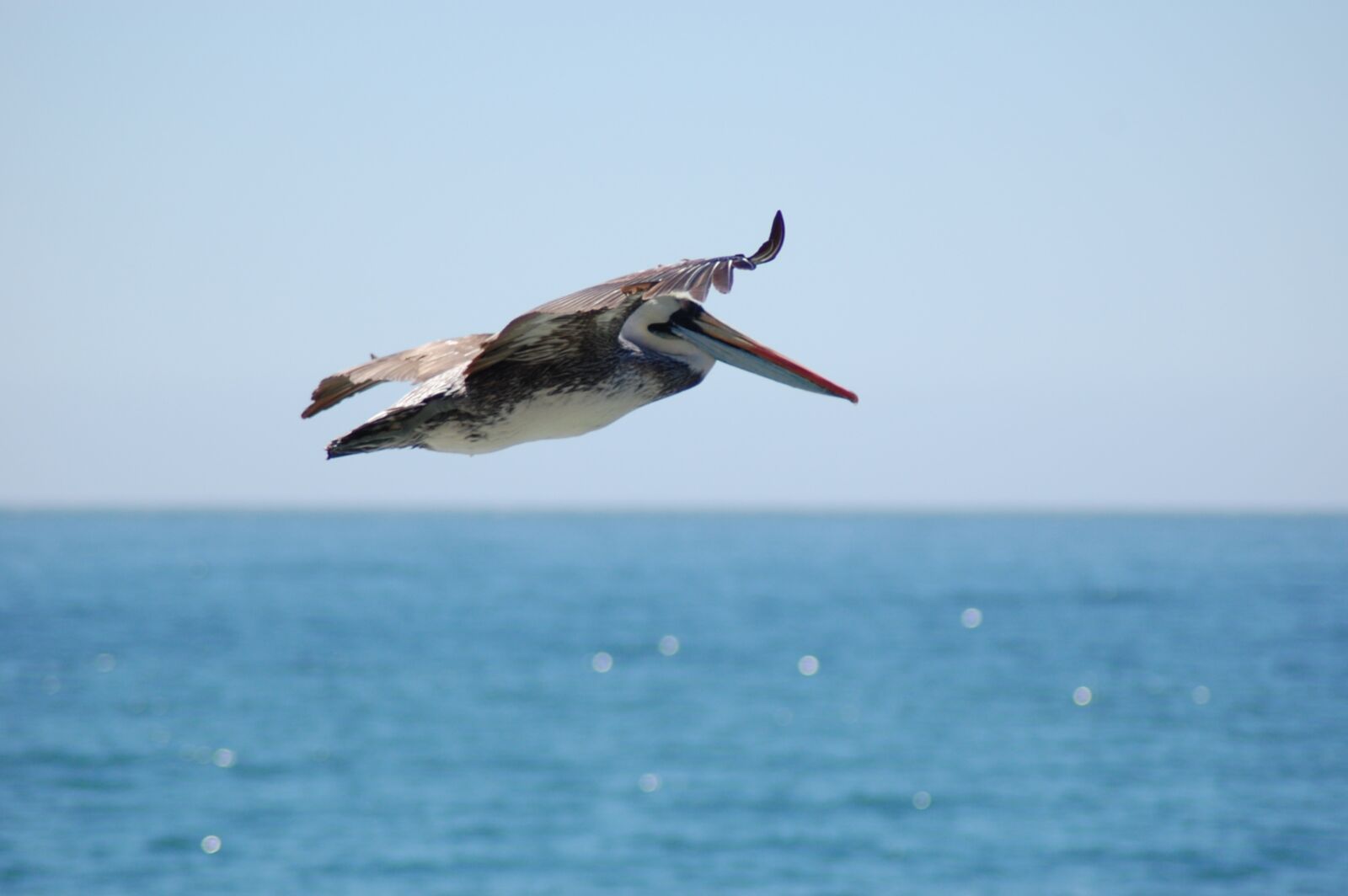 Nikon D40 sample photo. Pelican, bird, water photography