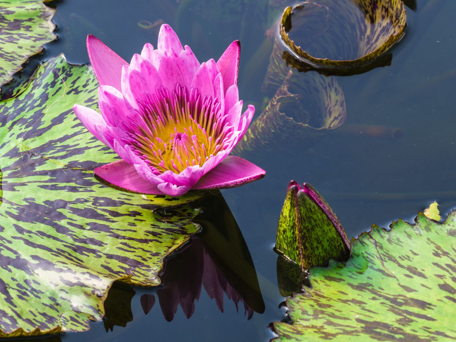 LUMIX G VARIO 100-300/F4.0-5.6II sample photo. Flower, water lily, pond photography