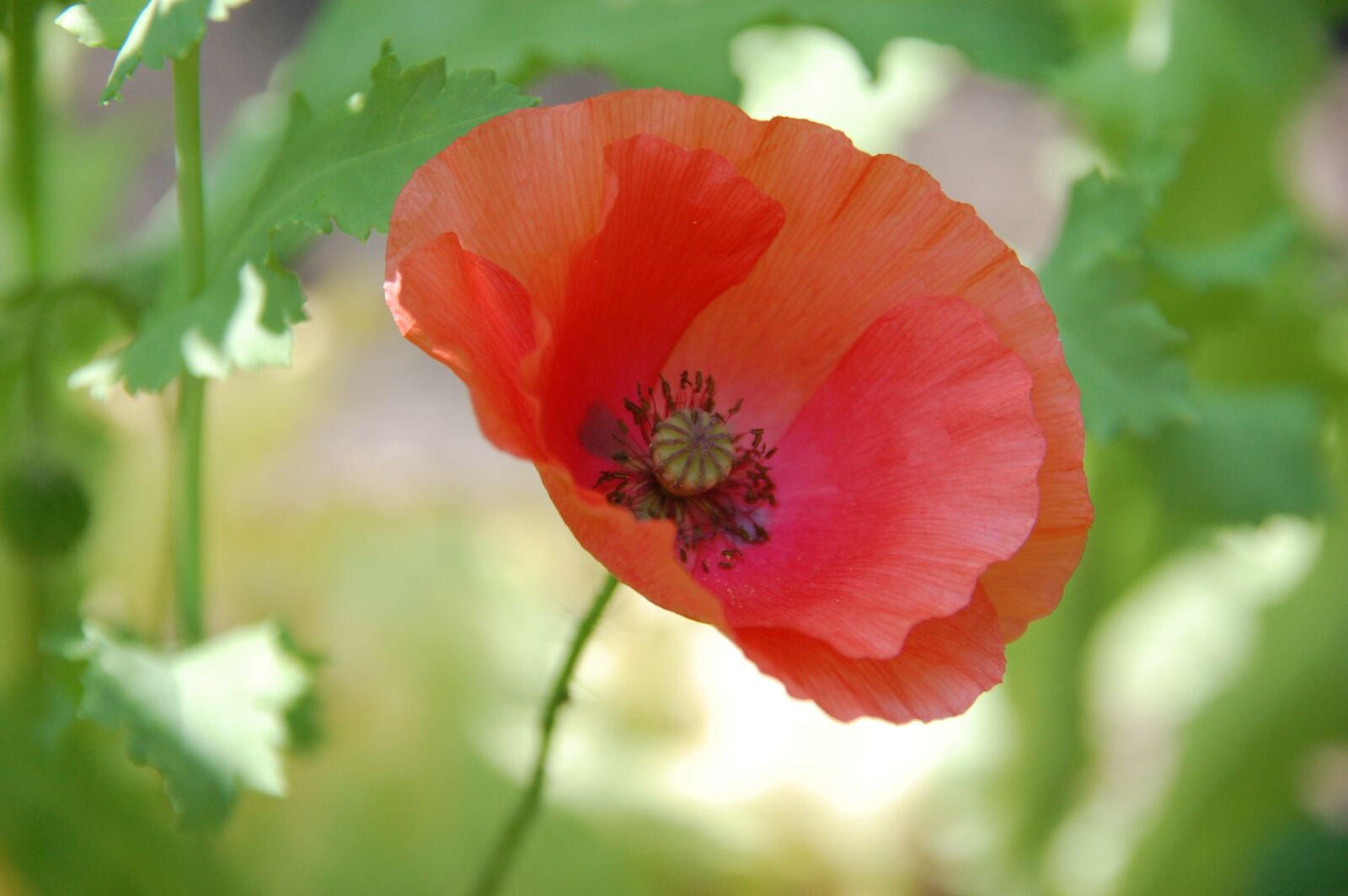 Nikon D40 sample photo. Close up, flower, poppy photography