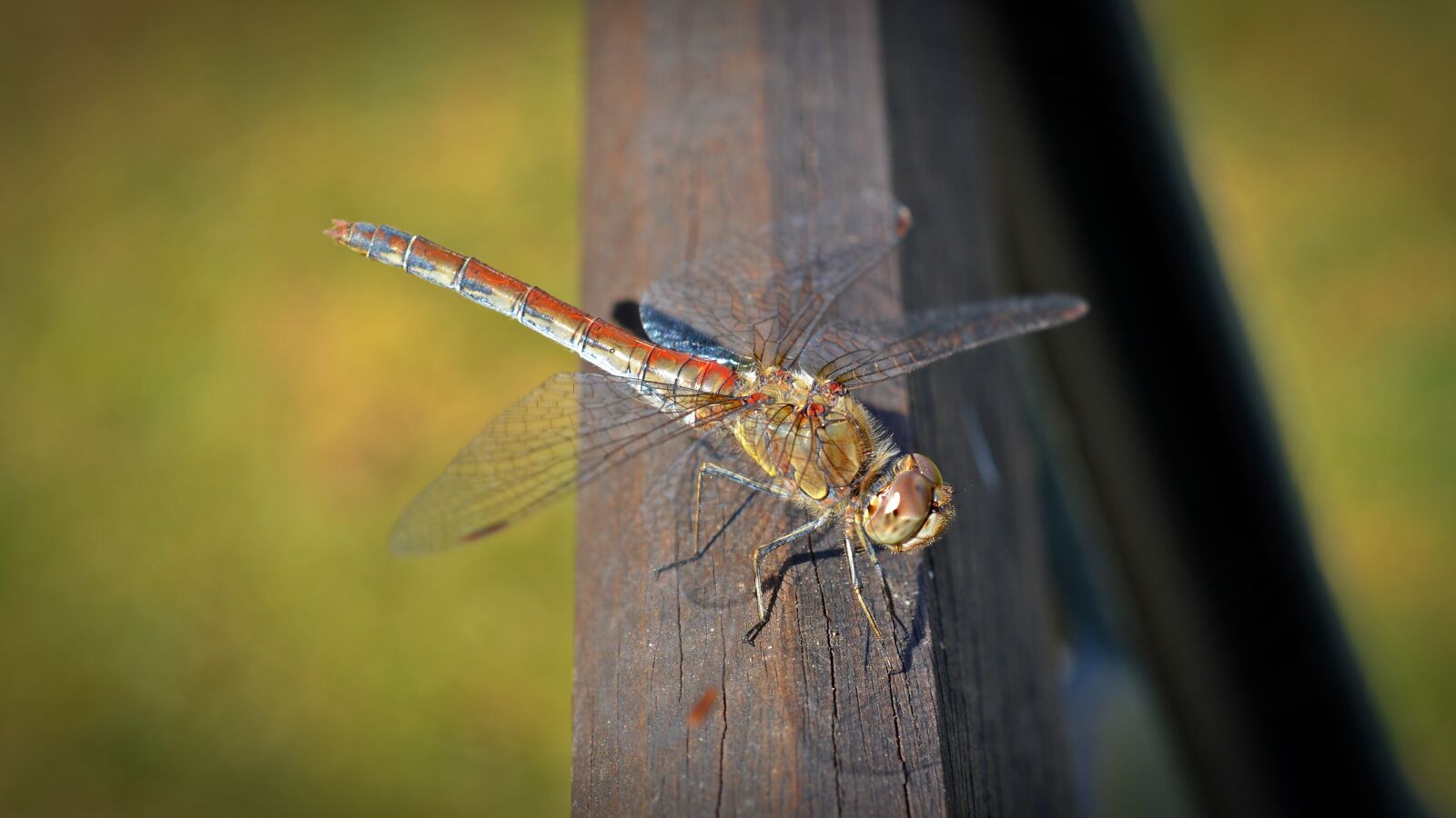 Nikon D5200 sample photo. Dragonfly, insect, close up photography