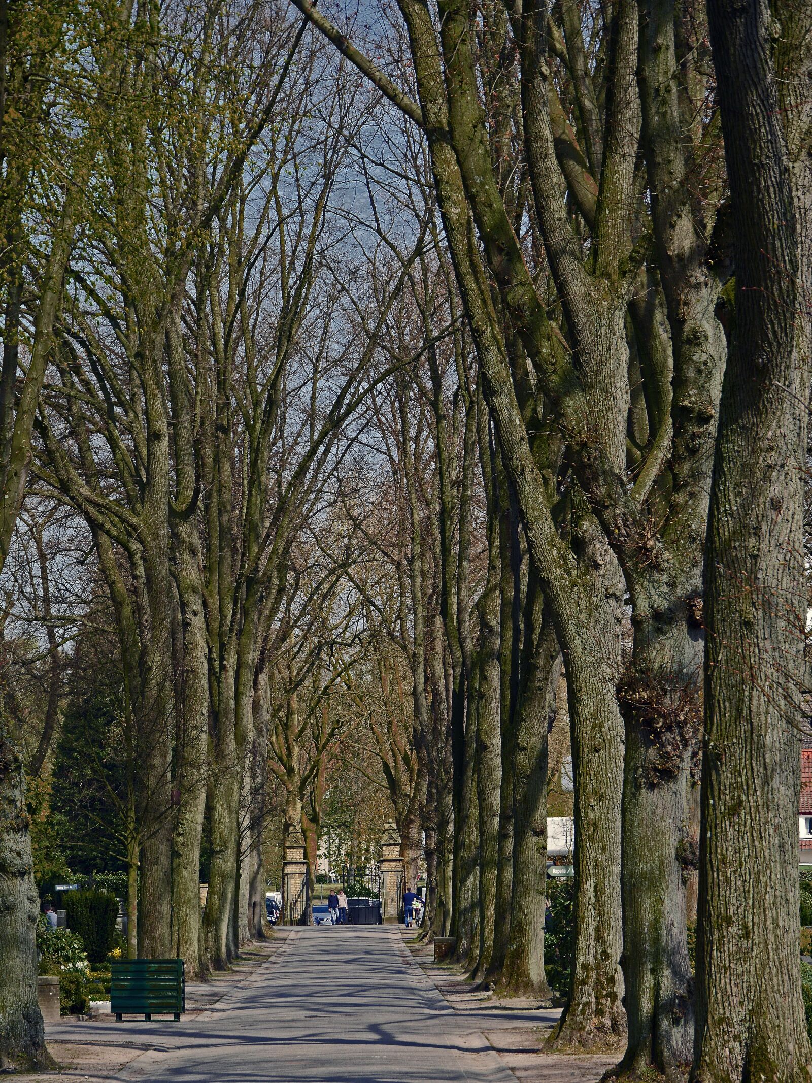 Panasonic Lumix DMC-GH3 sample photo. Old avenue, cemetery, november photography