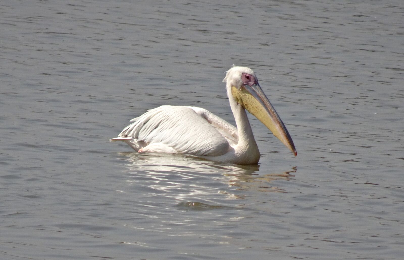 Sony Cyber-shot DSC-HX90V sample photo. Bird, great white pelican photography