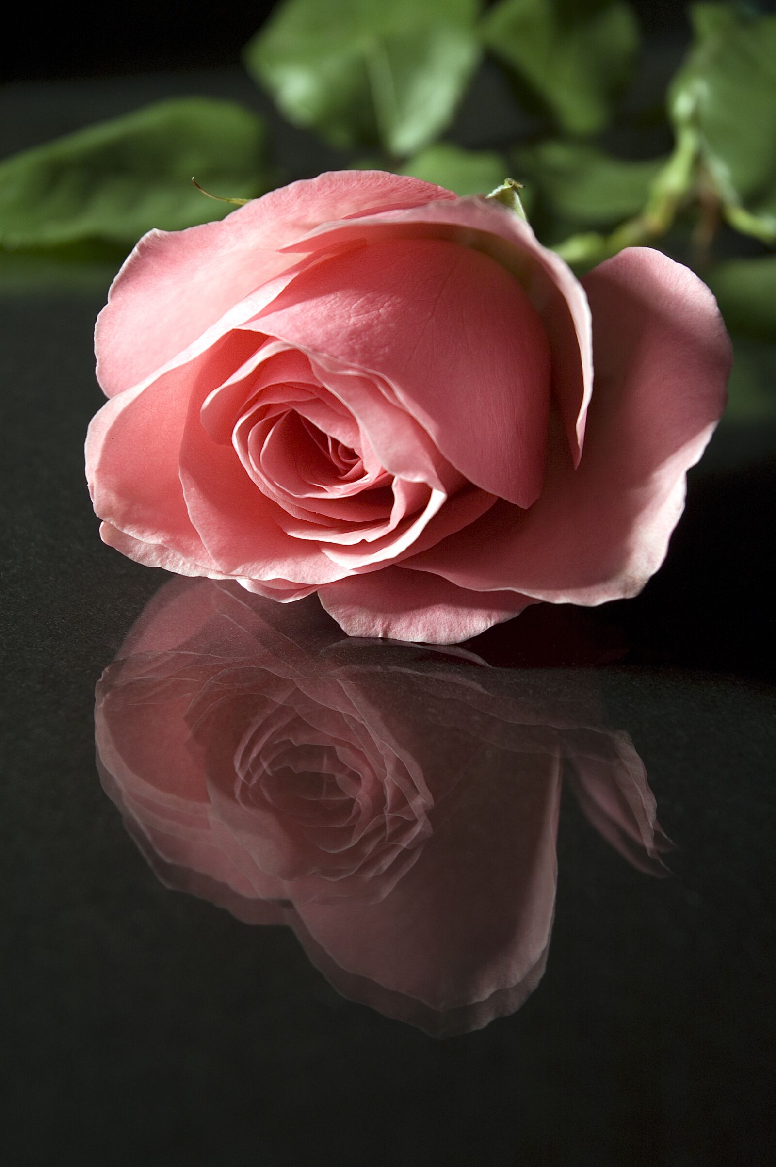 Nikon D70 sample photo. Rose, flower, petal photography