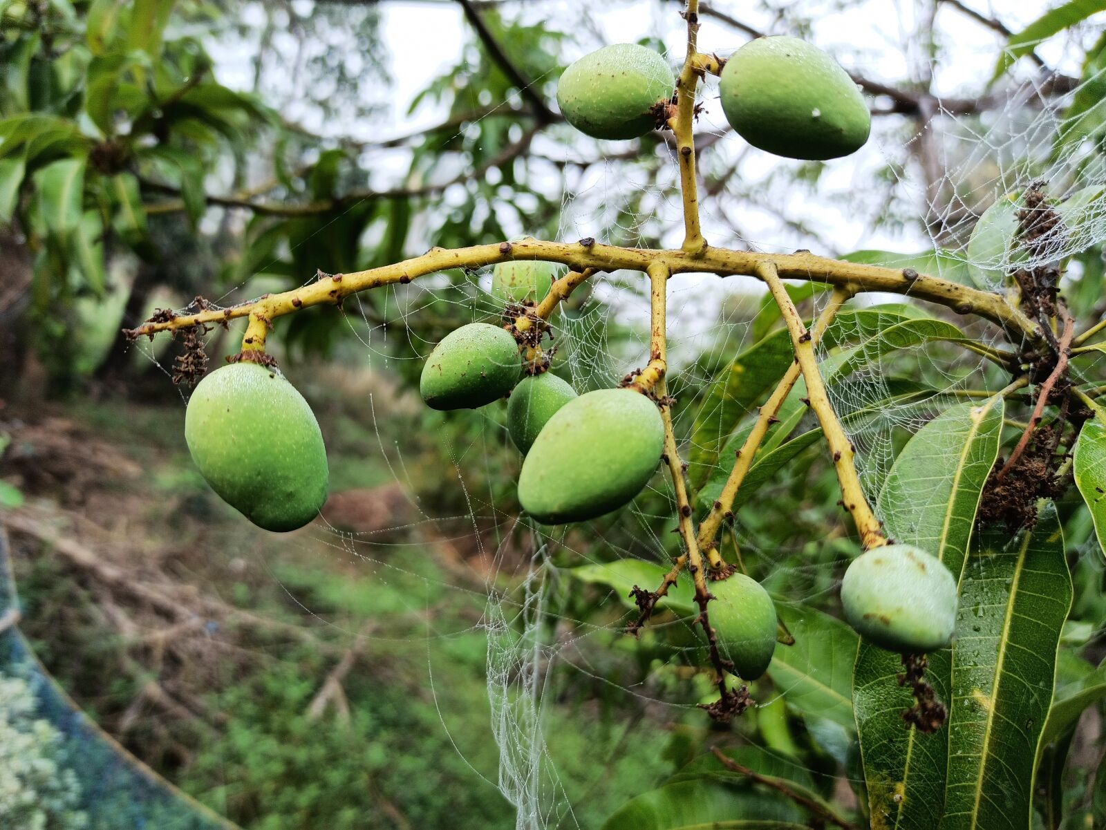 Xiaomi Redmi Note 8 Pro sample photo. Mango, frout, tree photography