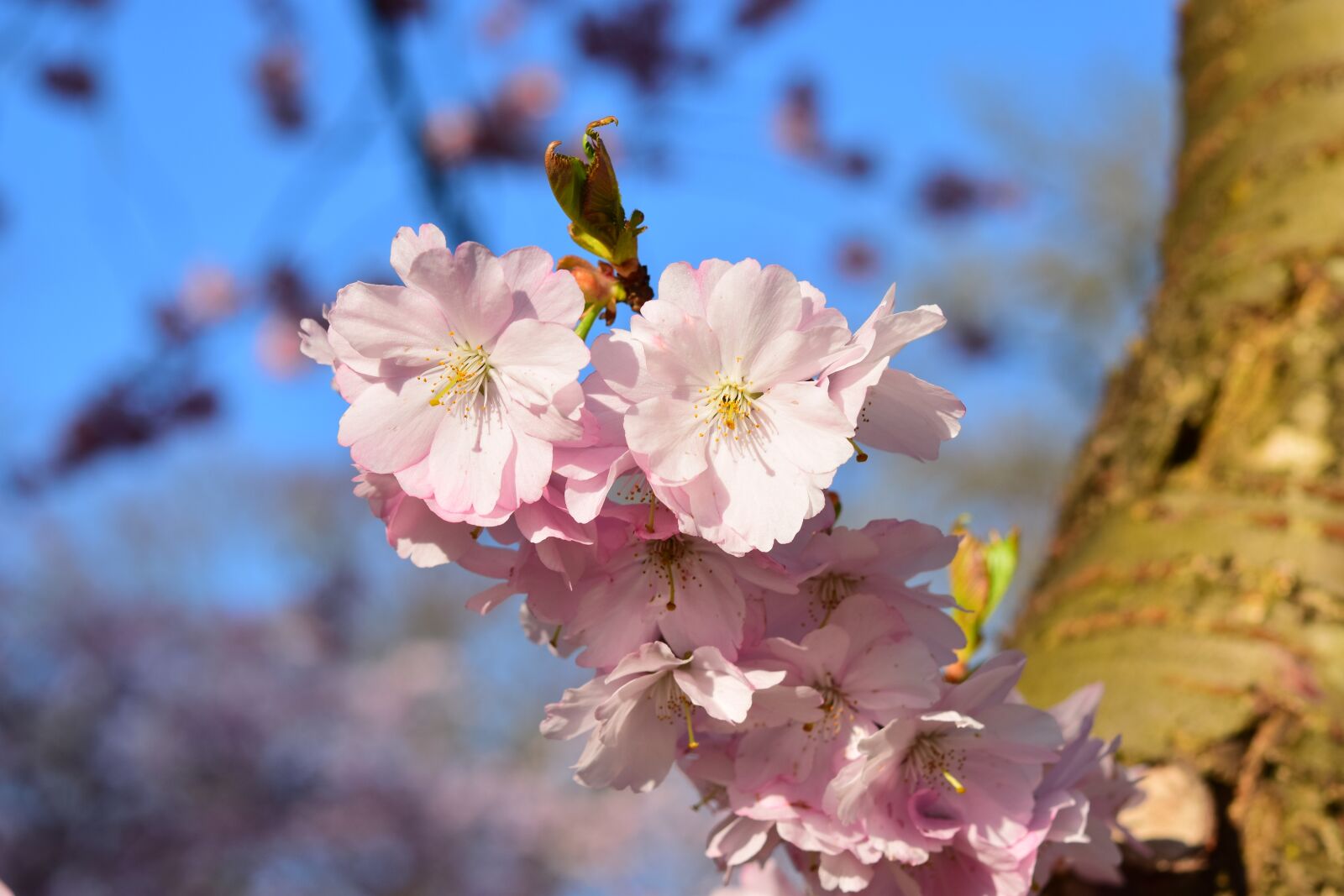Nikon D5300 sample photo. Cherry blossom, pink, japanese photography
