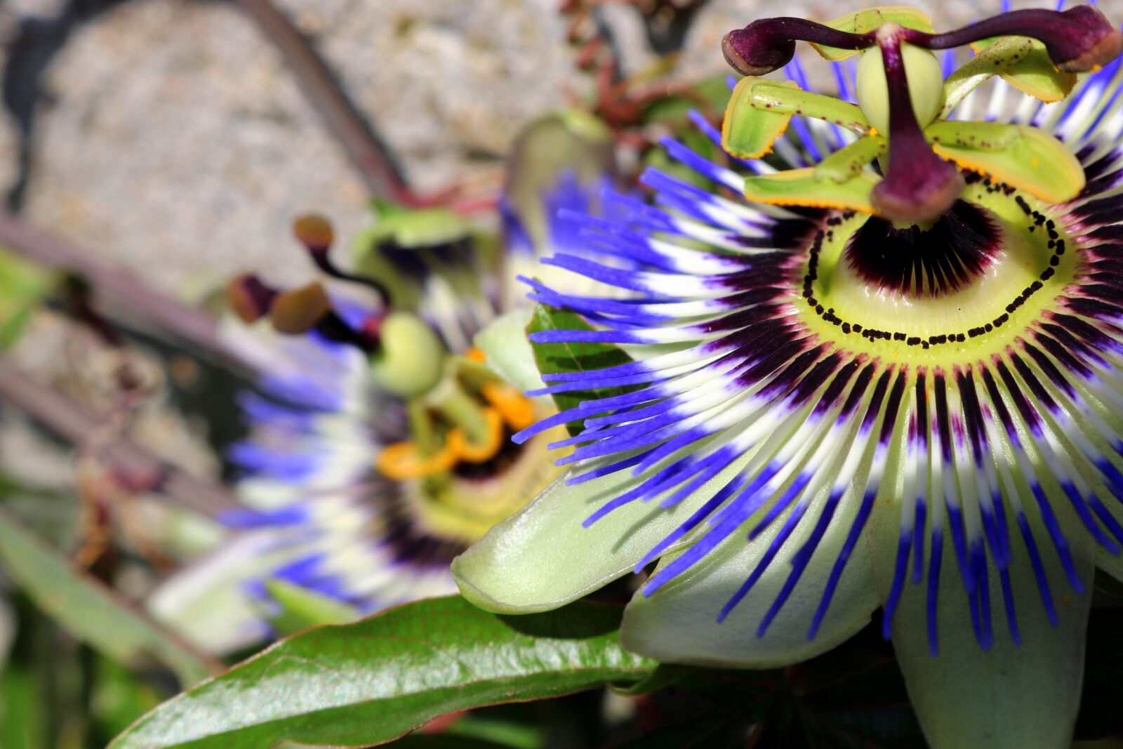 Canon EOS 750D (EOS Rebel T6i / EOS Kiss X8i) sample photo. Passionflower, flower, nature photography