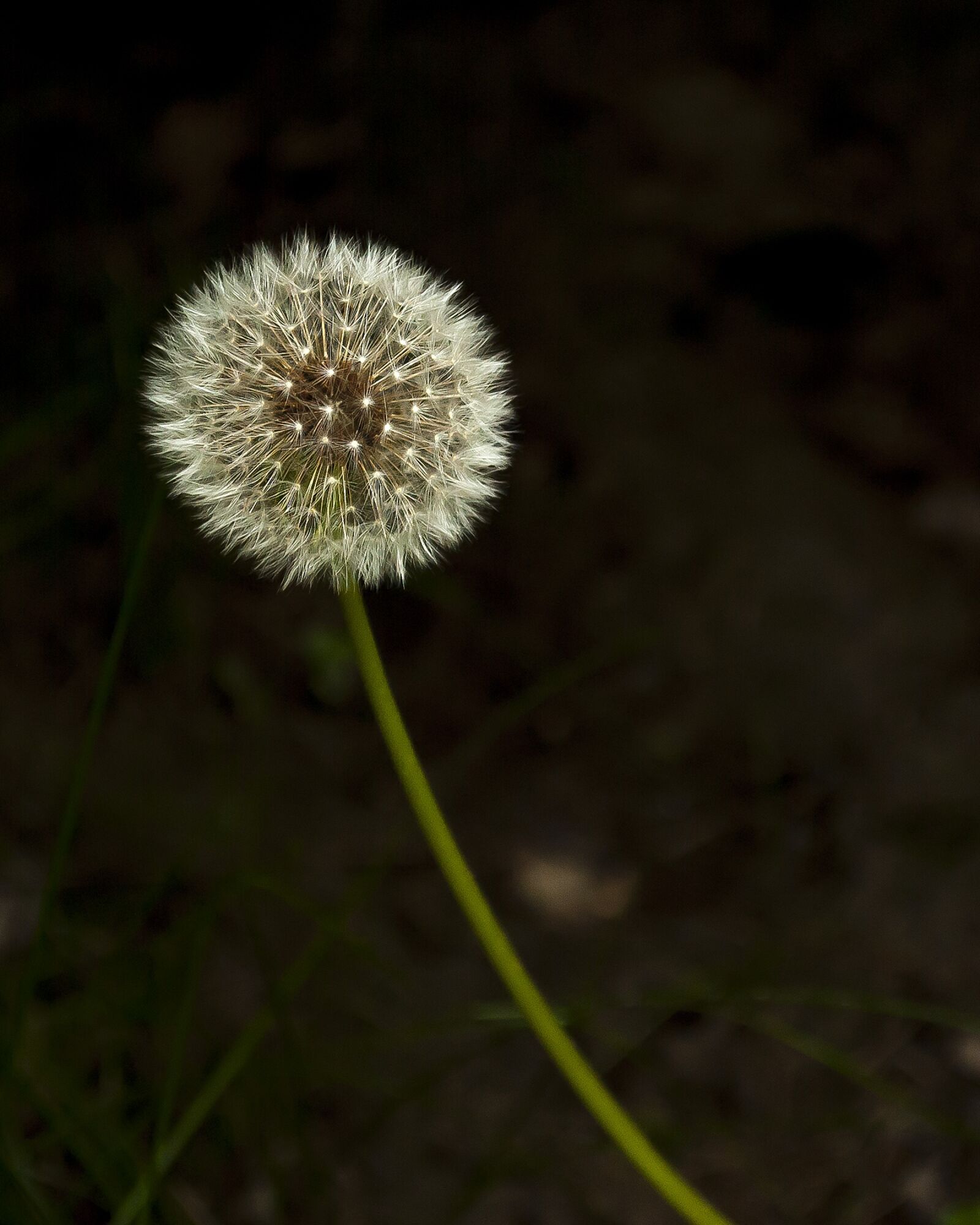Nikon D3000 sample photo. Seeds, dandelion, flower photography