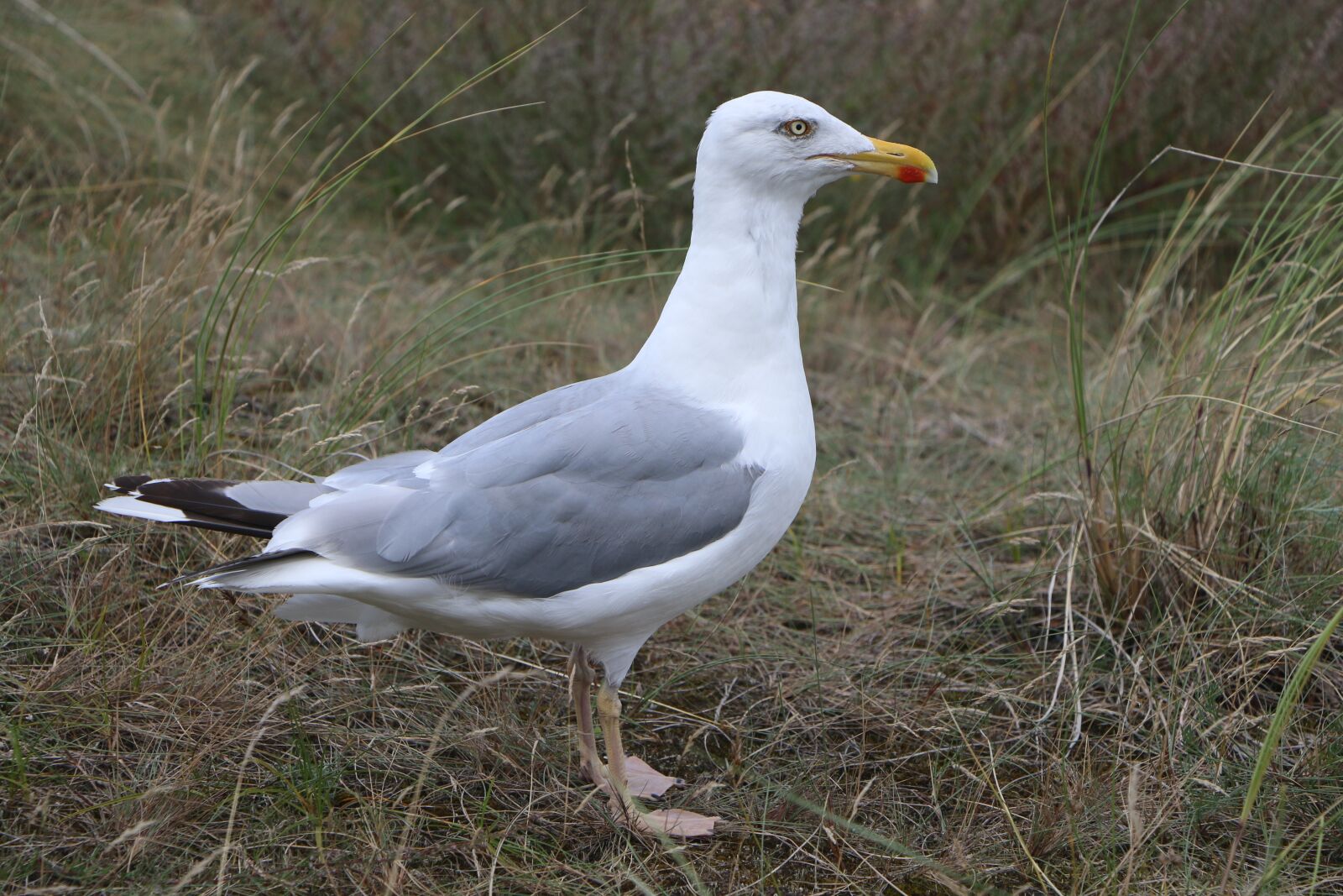 Canon EOS 70D sample photo. Seagull, beach, bird photography