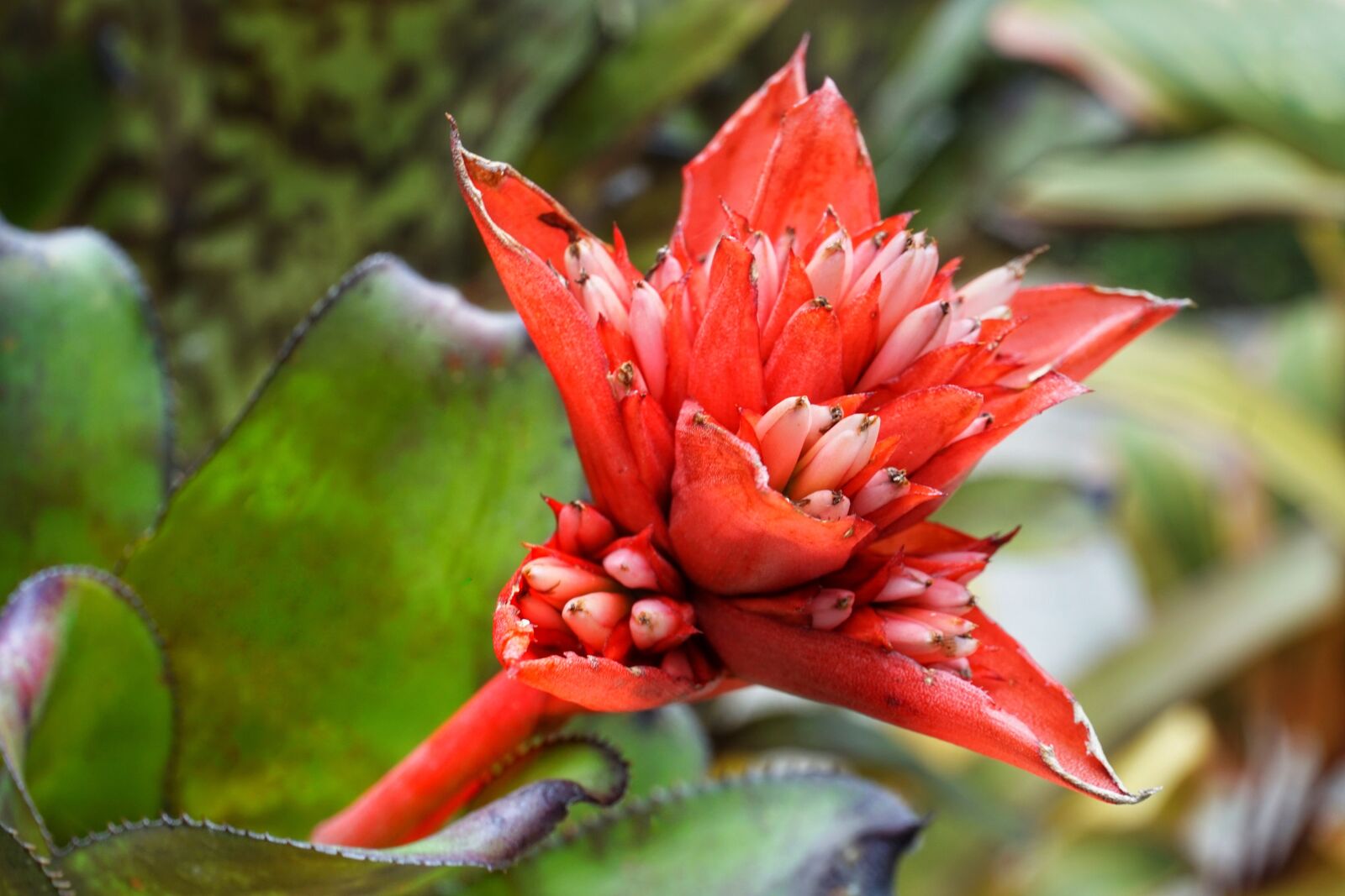 Sony a6300 sample photo. Flaming torch, billbergia pyramidalis photography