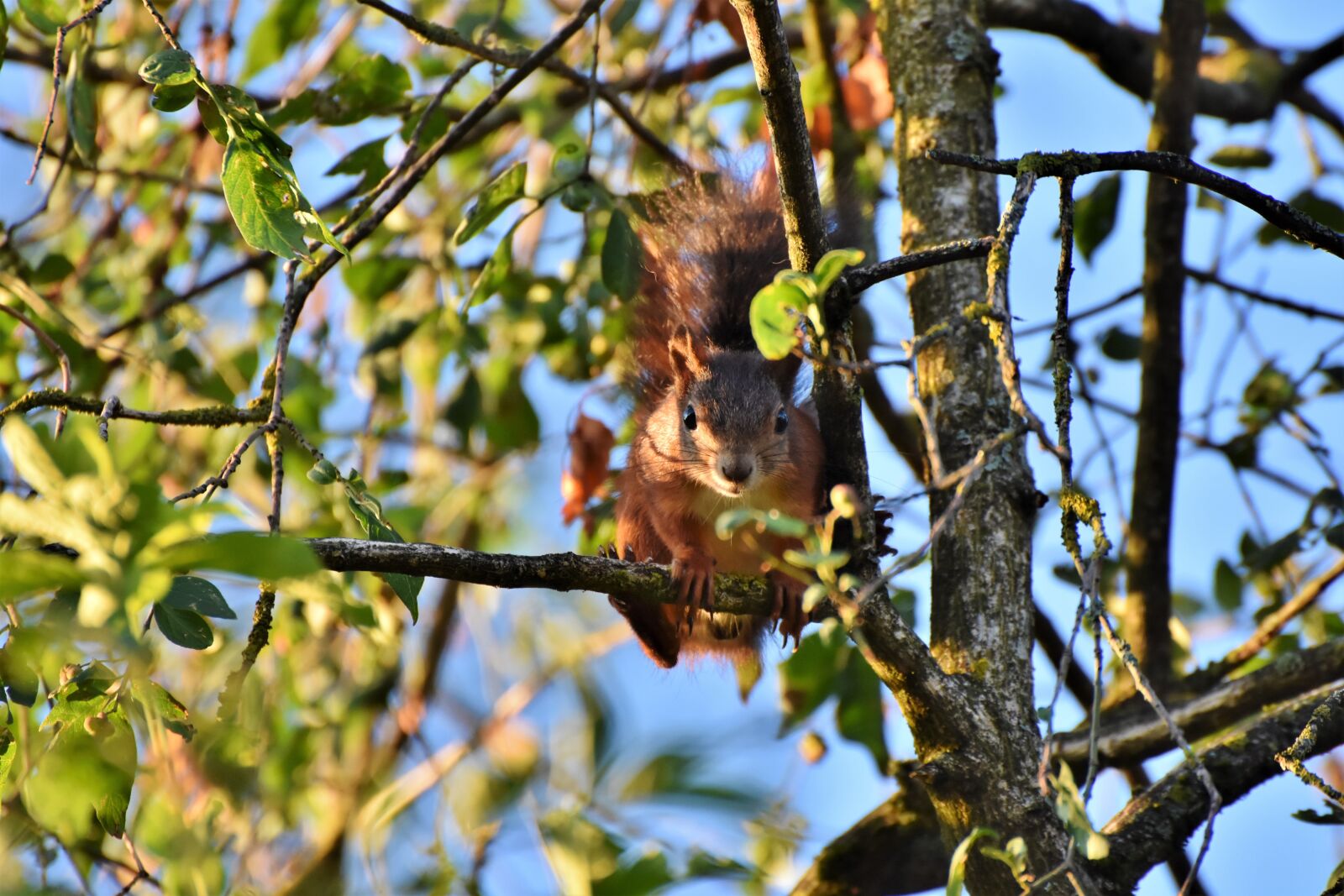 Nikon D7200 sample photo. Squirrel, verifiable kitten, rodent photography