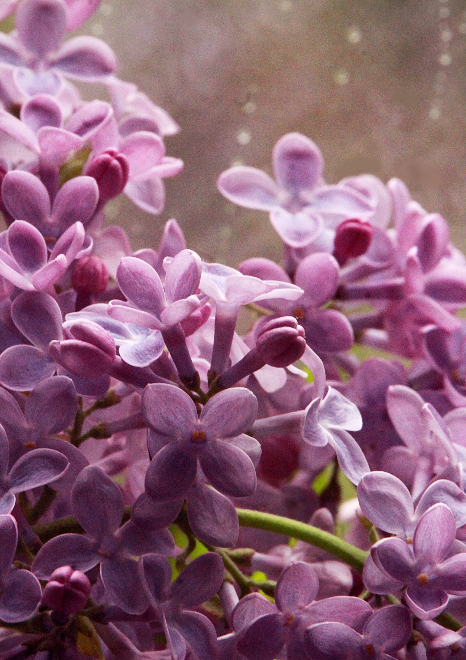 Canon EOS 1200D (EOS Rebel T5 / EOS Kiss X70 / EOS Hi) sample photo. Lilac, flowers, background photography