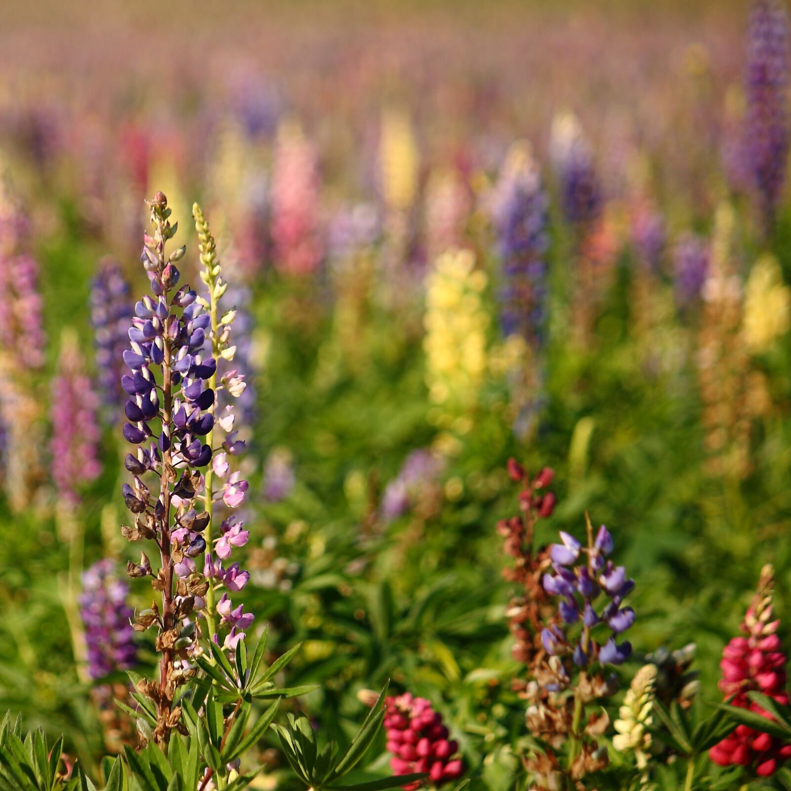 Canon EOS 400D (EOS Digital Rebel XTi / EOS Kiss Digital X) sample photo. Lupins, natural, summer photography